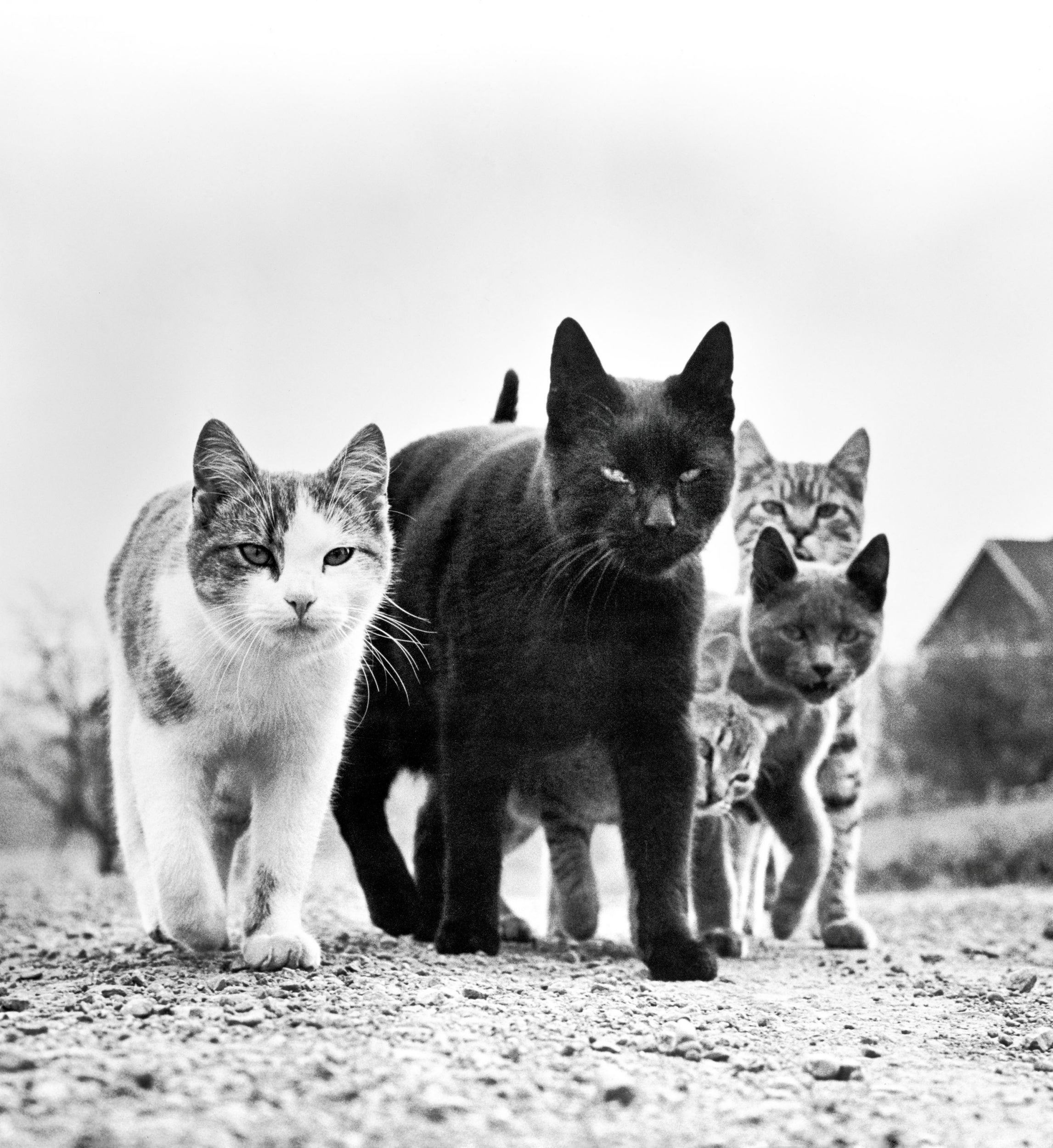 A clowder of ominous looking felines characterize one of the photographer’s most famous works, aptly titled The Mob.