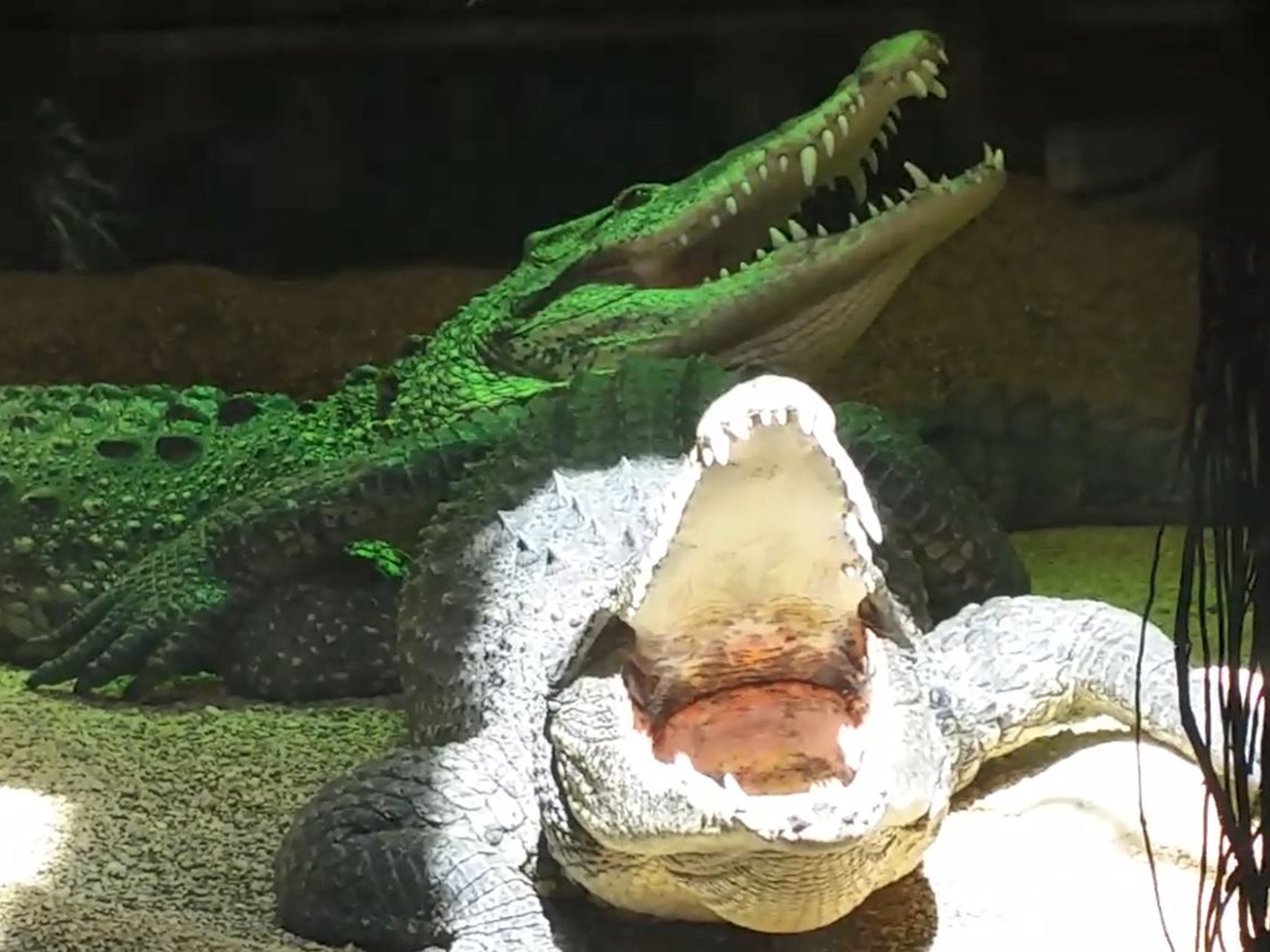 The Cuban crocodile lives at the Skansen Aquarium in Stockholm