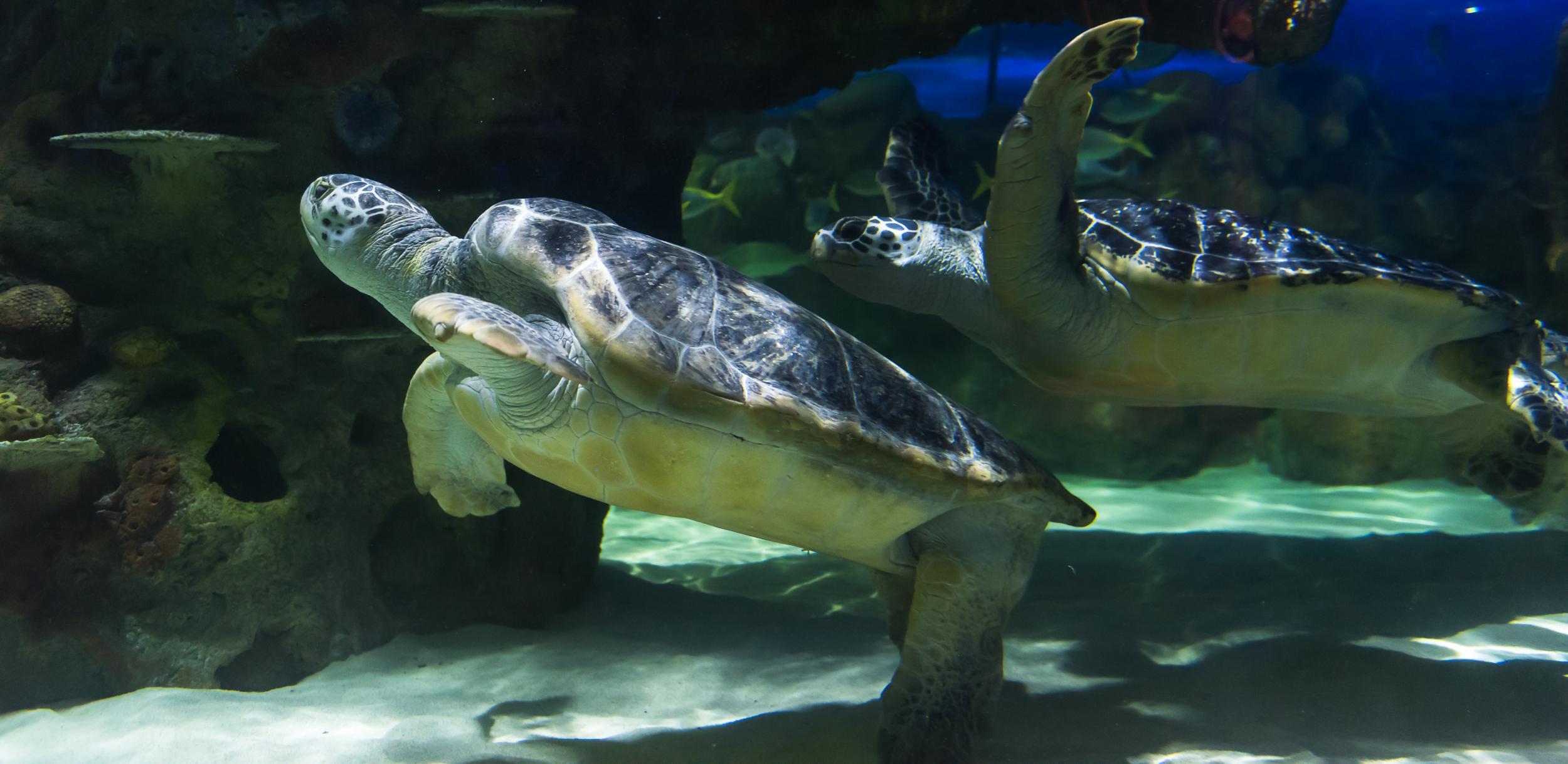 Lulu and Gulliver, Sea Life Brighton's resident turtles