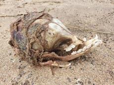 Mysterious skull washes up on UK beach with ‘no eye sockets’