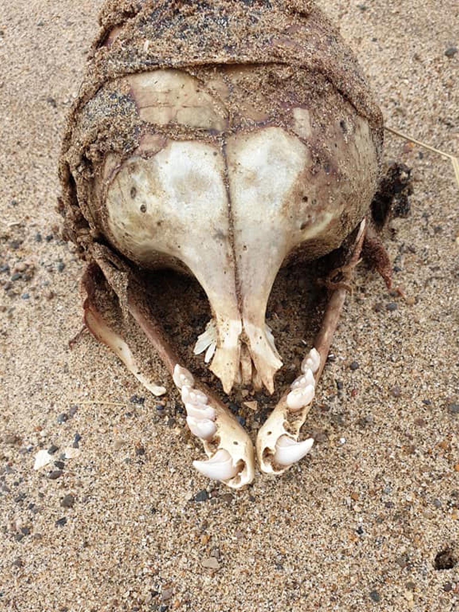 The mystery skull