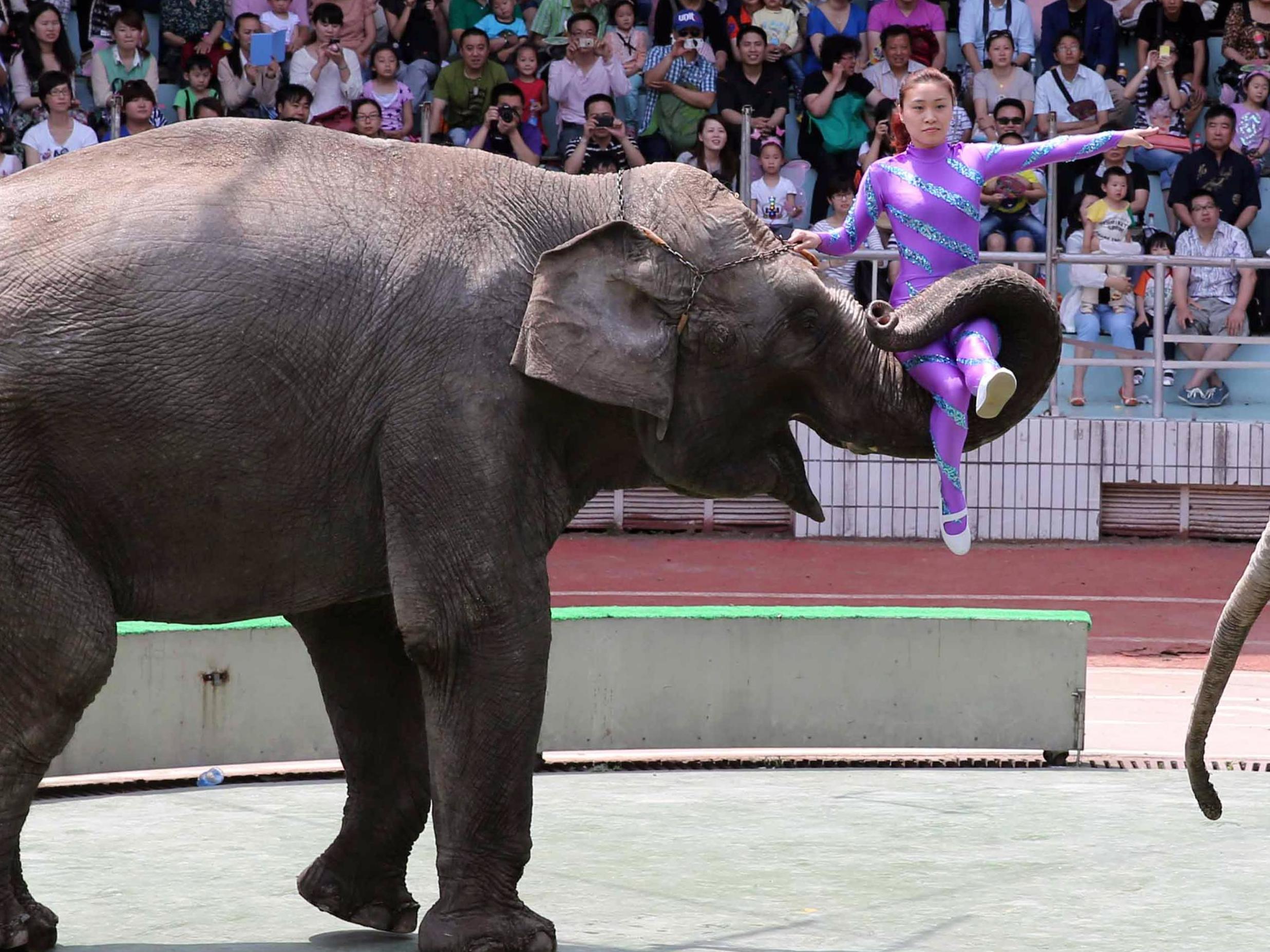 China imports African elephants to use in circuses and zoos; since 2012 it has imported more than 100