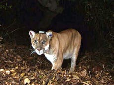 Man kills mountain lion after it ‘partially consumed’ pet dog