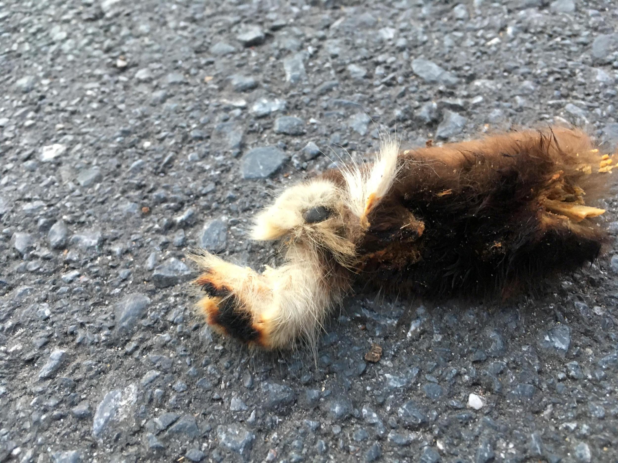 An animal paw said to have been dropped by a seagull in Exeter