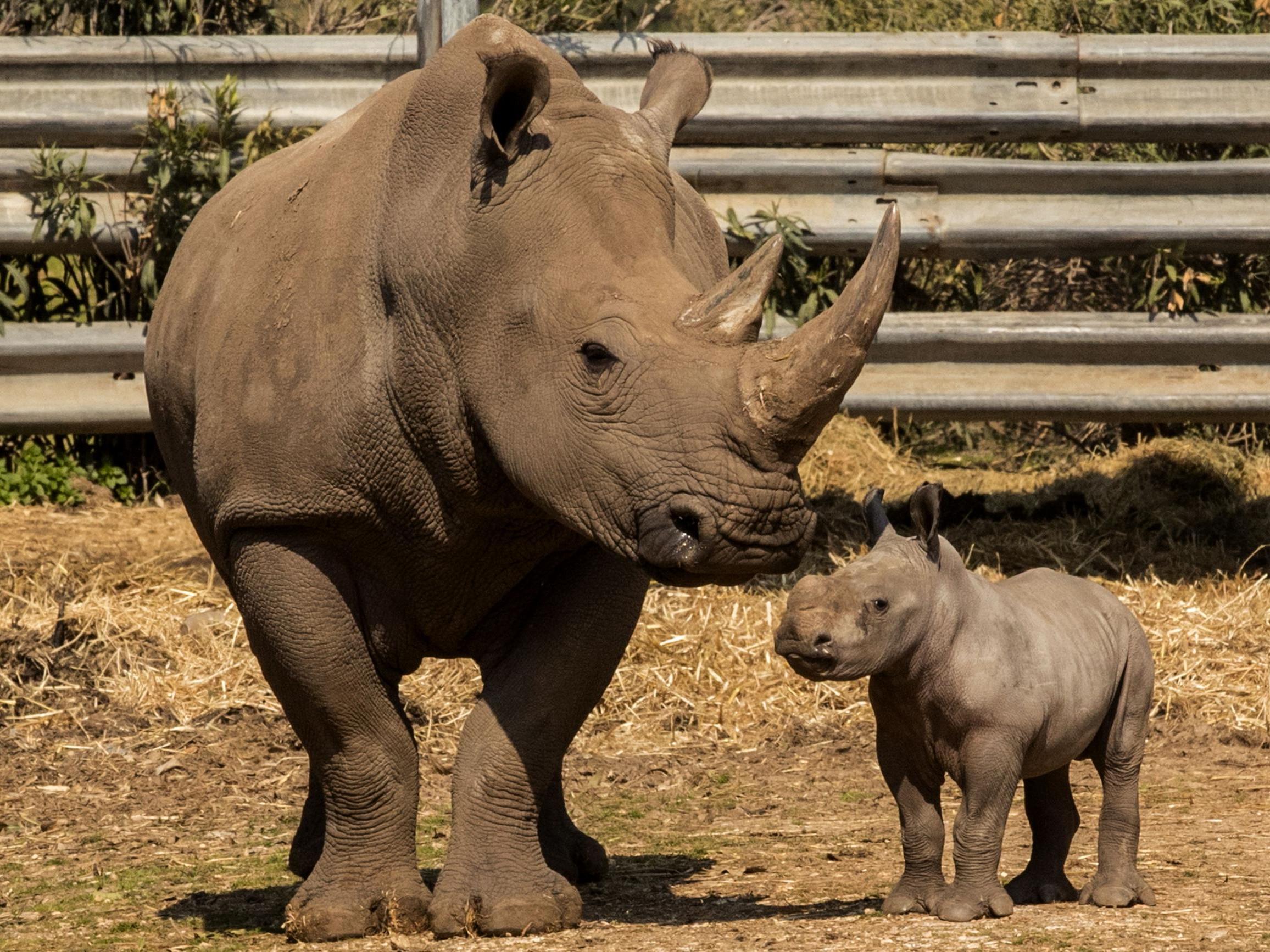 Rhinos are rarely seen in the wild as three of the animal’s five species are critically endangered due to the poaching trade