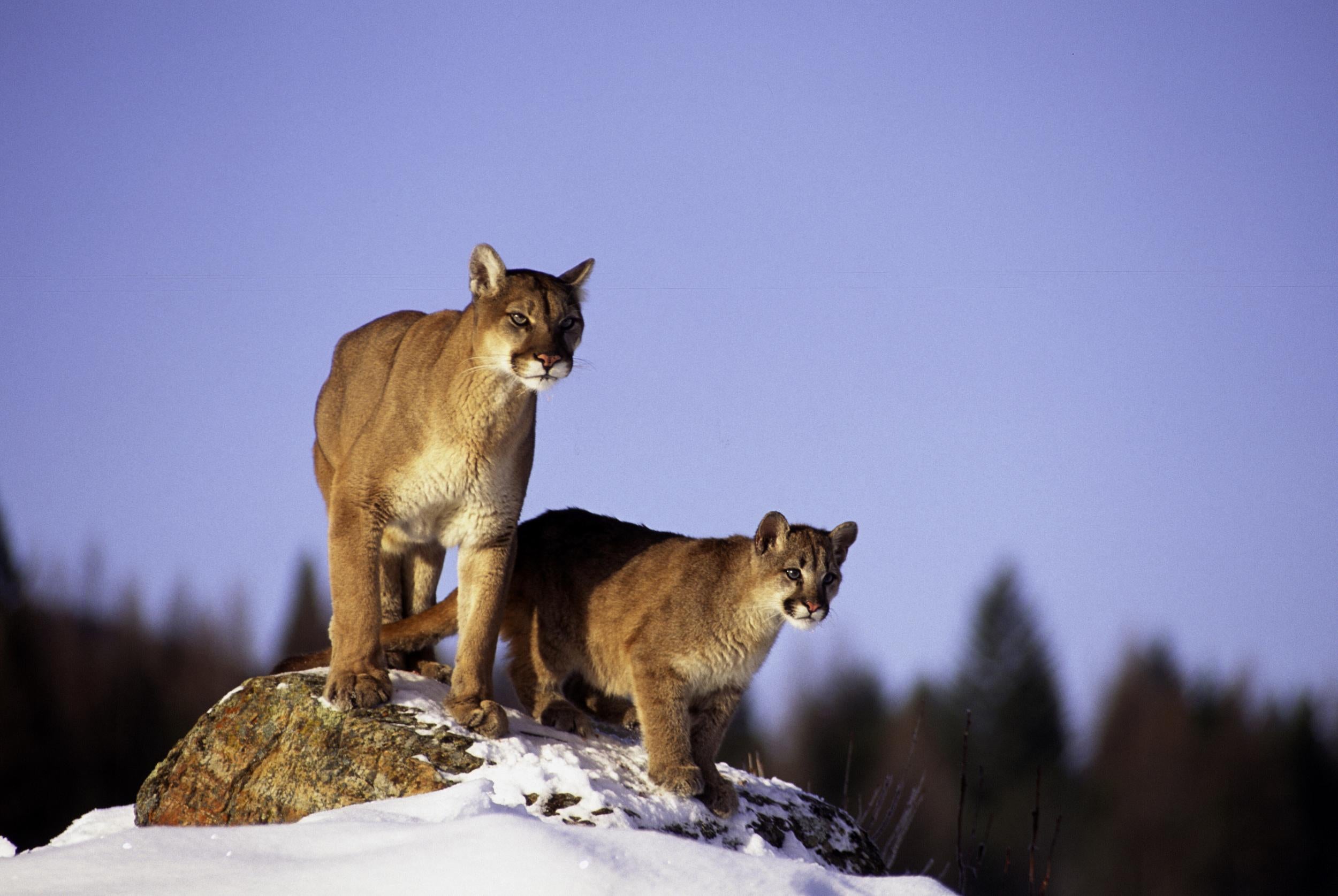 The ancient cat, which would have resembled today’s pumas (file photo), probably hunted stilt legged horses and the ancestors of modern-day camels, known as camelids