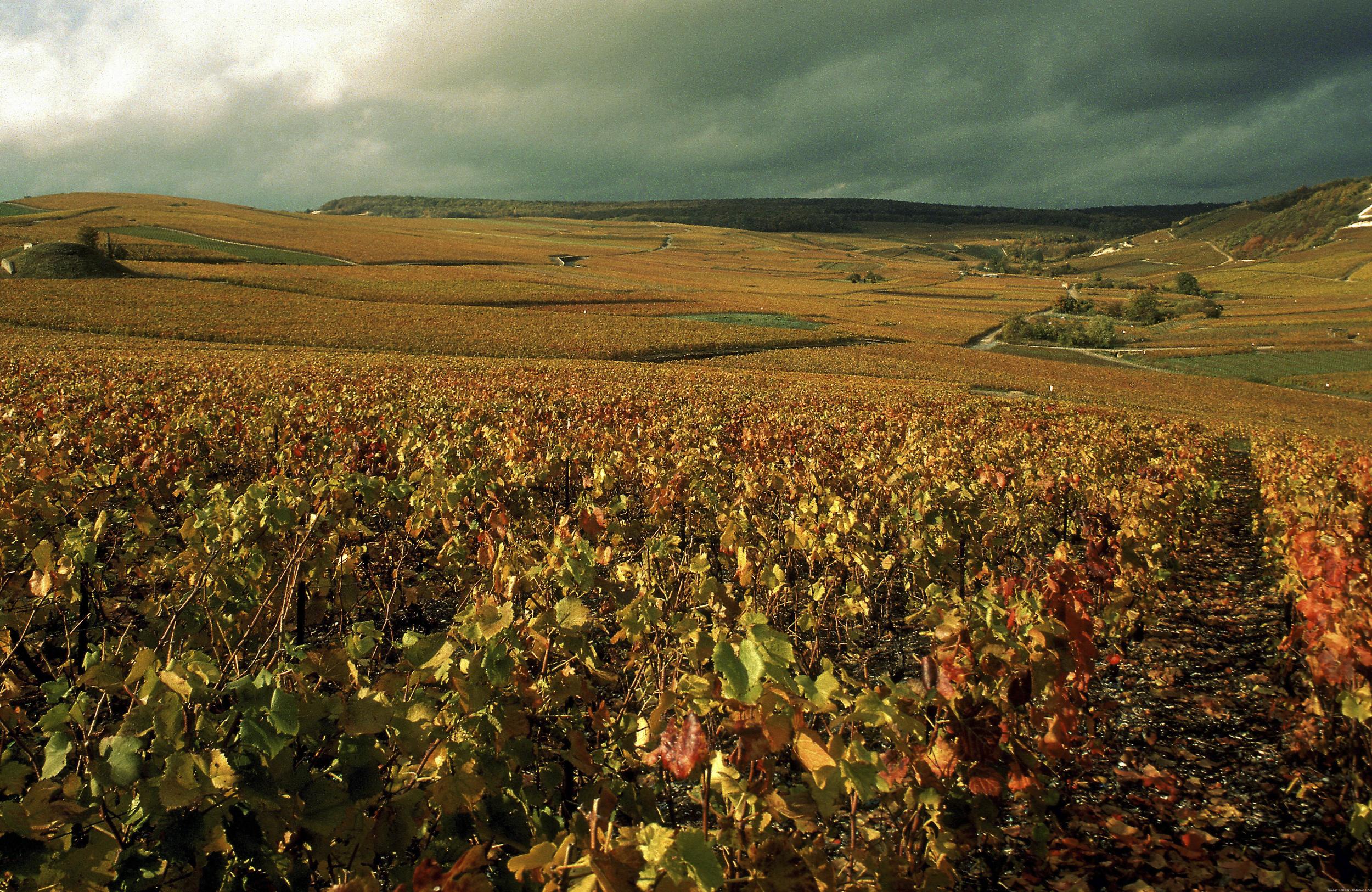 Autumn in Champagne