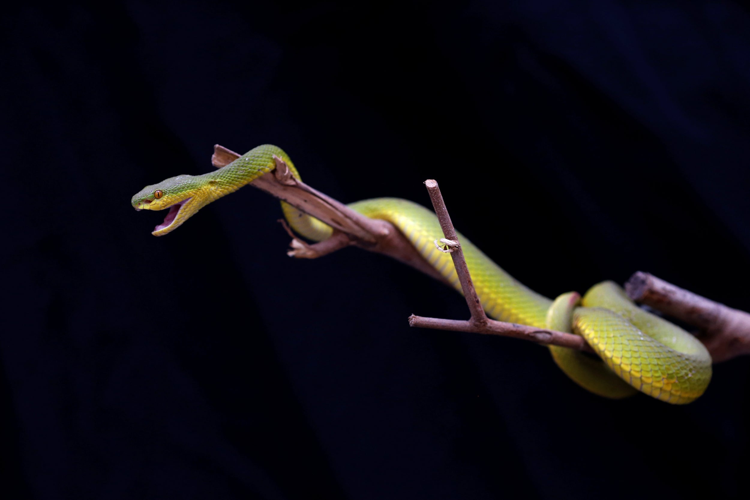 A white-lipped pit viper at the fire station