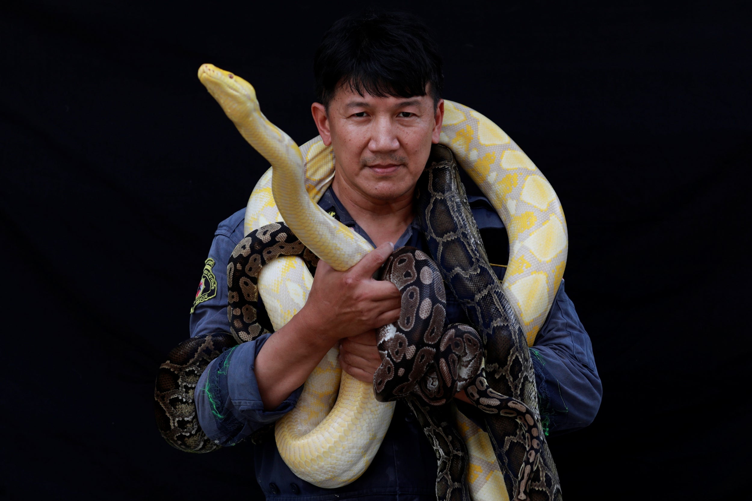Firefighter Pinyo Pukpinyo, known as a ‘snake wrangler’, poses for a photograph with pythons, some caught by him
