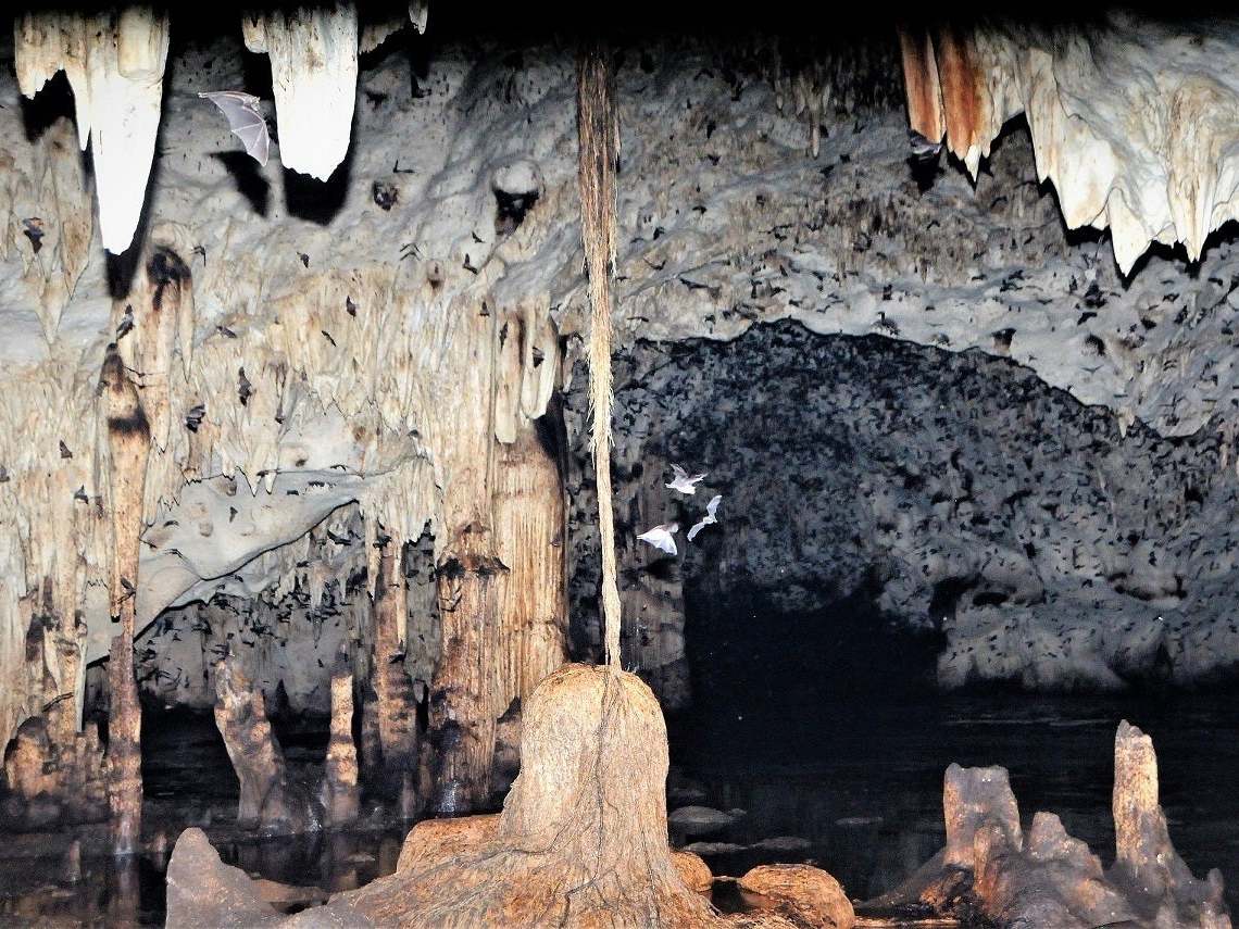The sole cave where Cuban greater funnel-eared bats are known to exist (ZSL/PA)