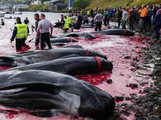 Almost 100 whales driven into shallow bay before being dragged onshore and slaughtered in Faroe Islands