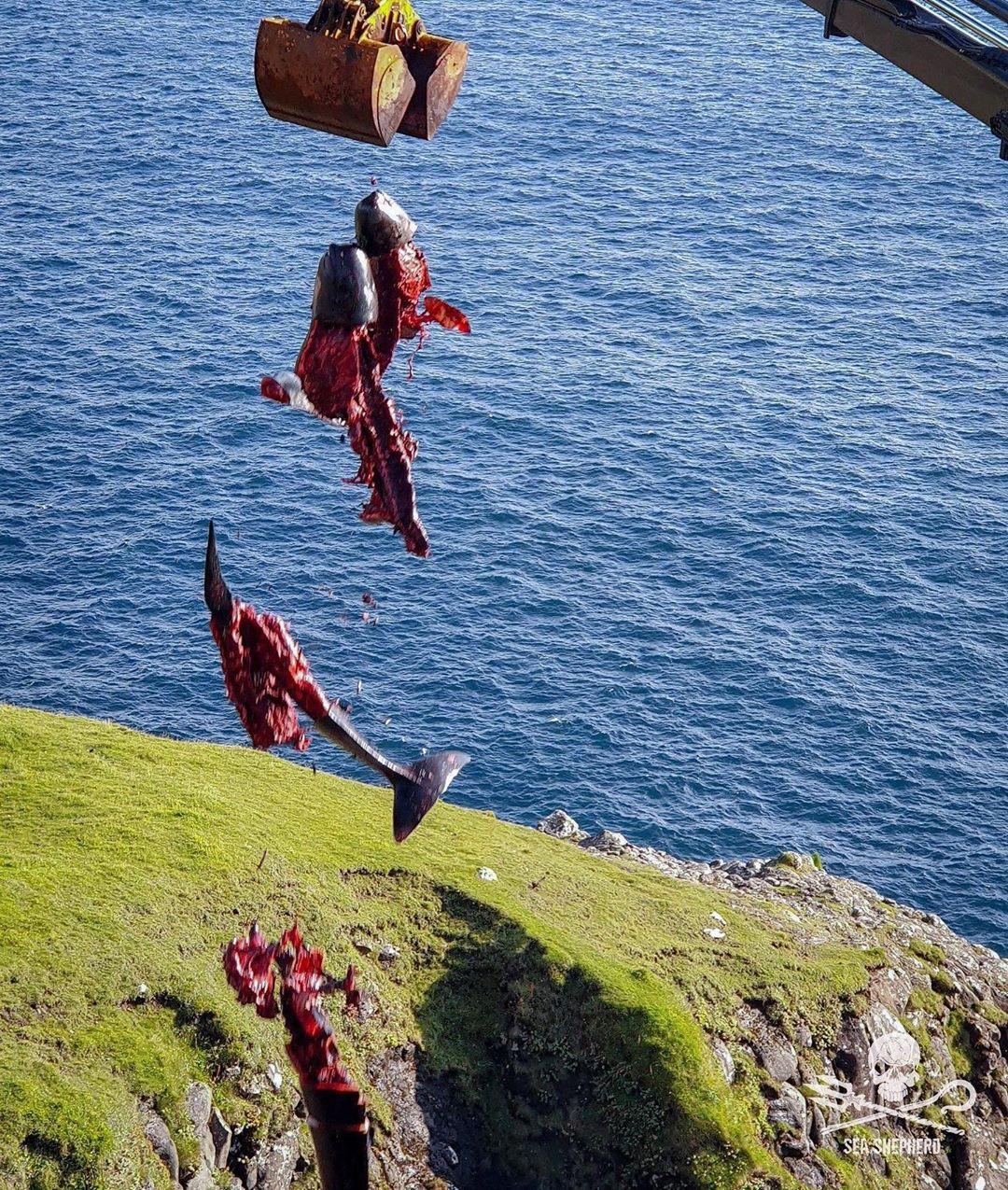 The charity said the whales' remains were dropped into the sea