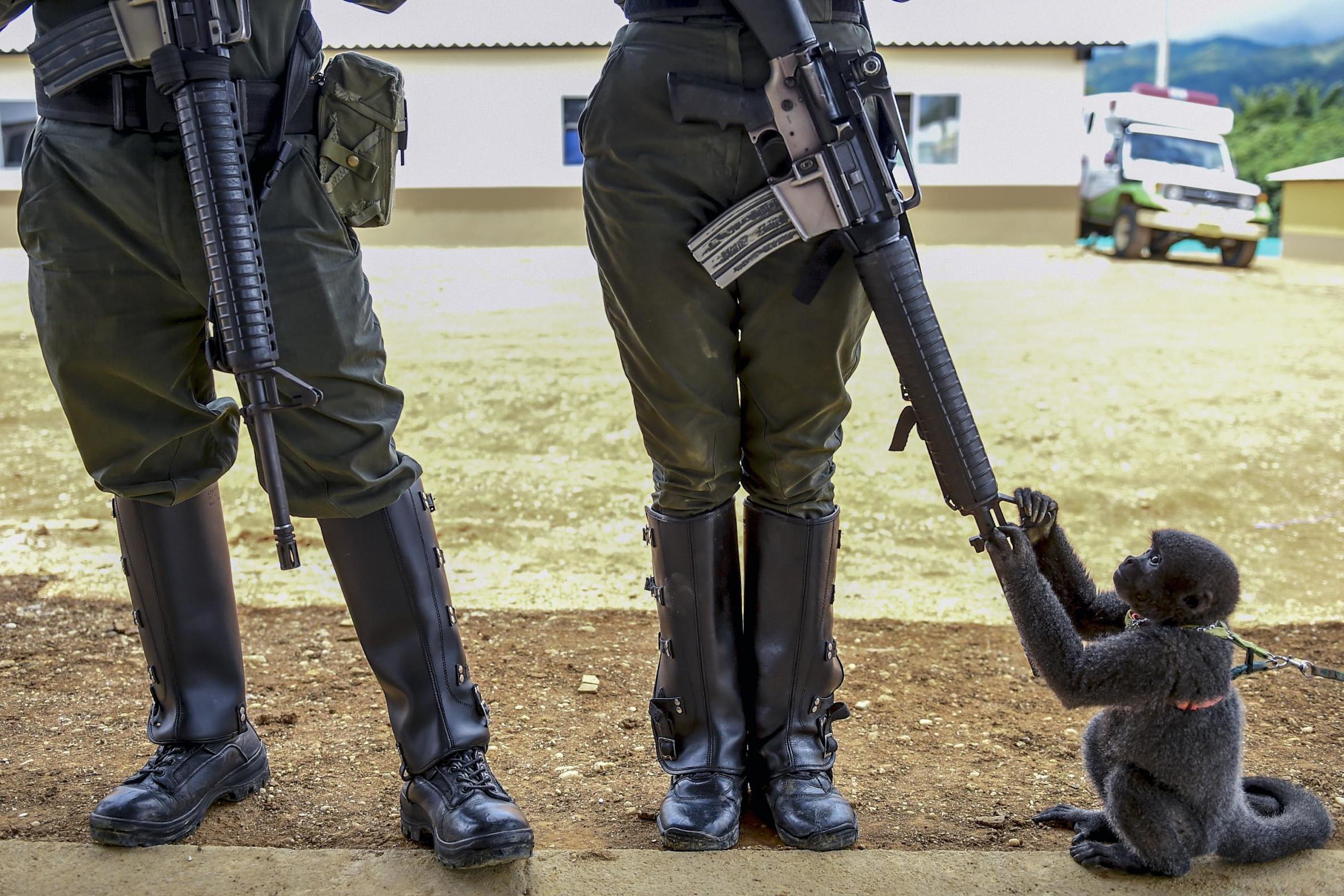 A monkey plays with the rifle of a Colombian officer in an unarmed zone where former Farc fighters receive training to adapt to civilian life in the town of La Montanita (Raul Arboleda/AFP/Getty)