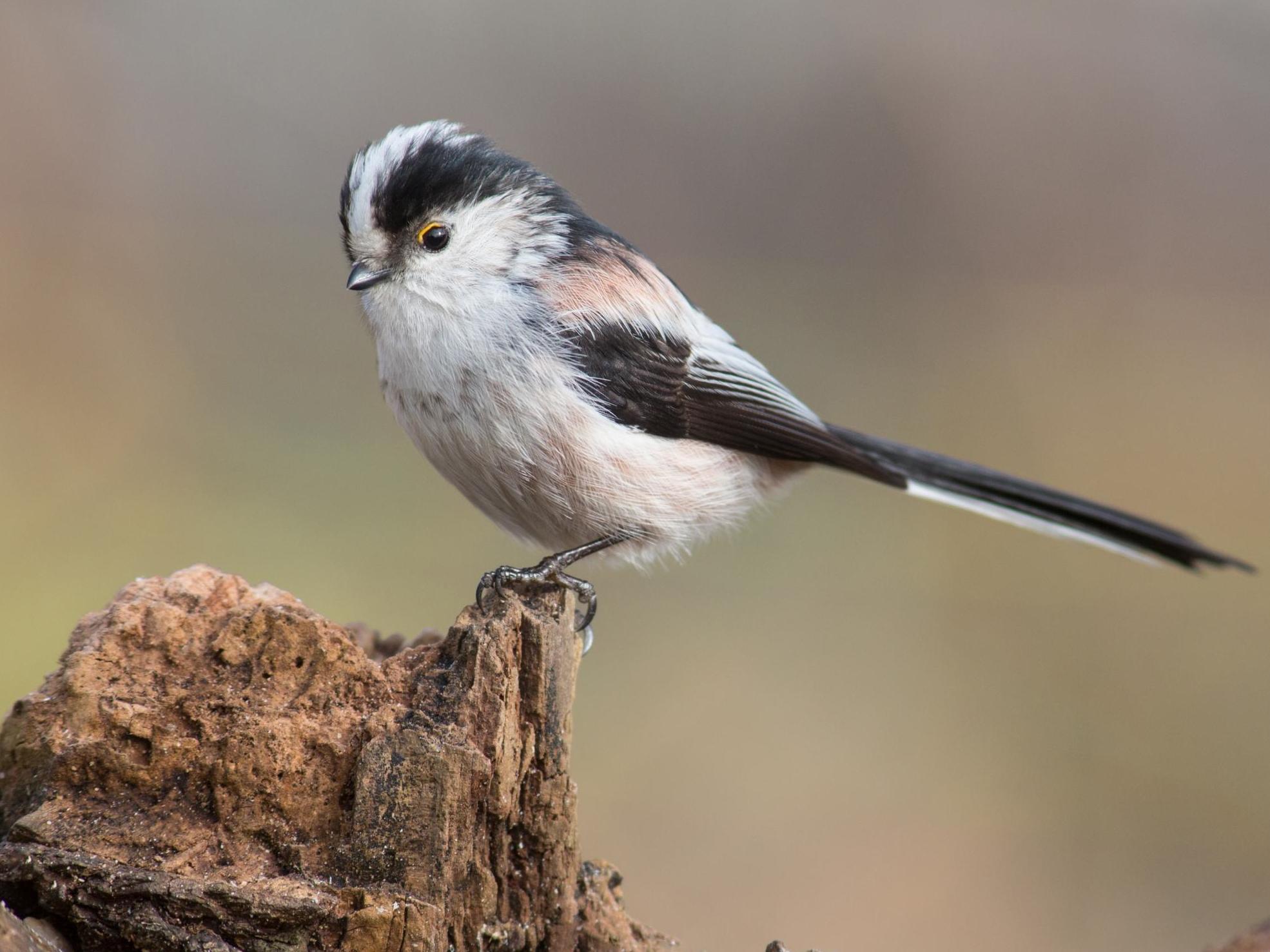 Some 13 species including corn buntings, goldcrests and long-tailed tits (pictured) saw their populations increase