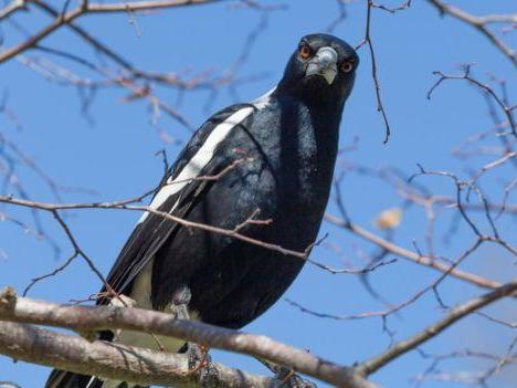 Australian Magpie