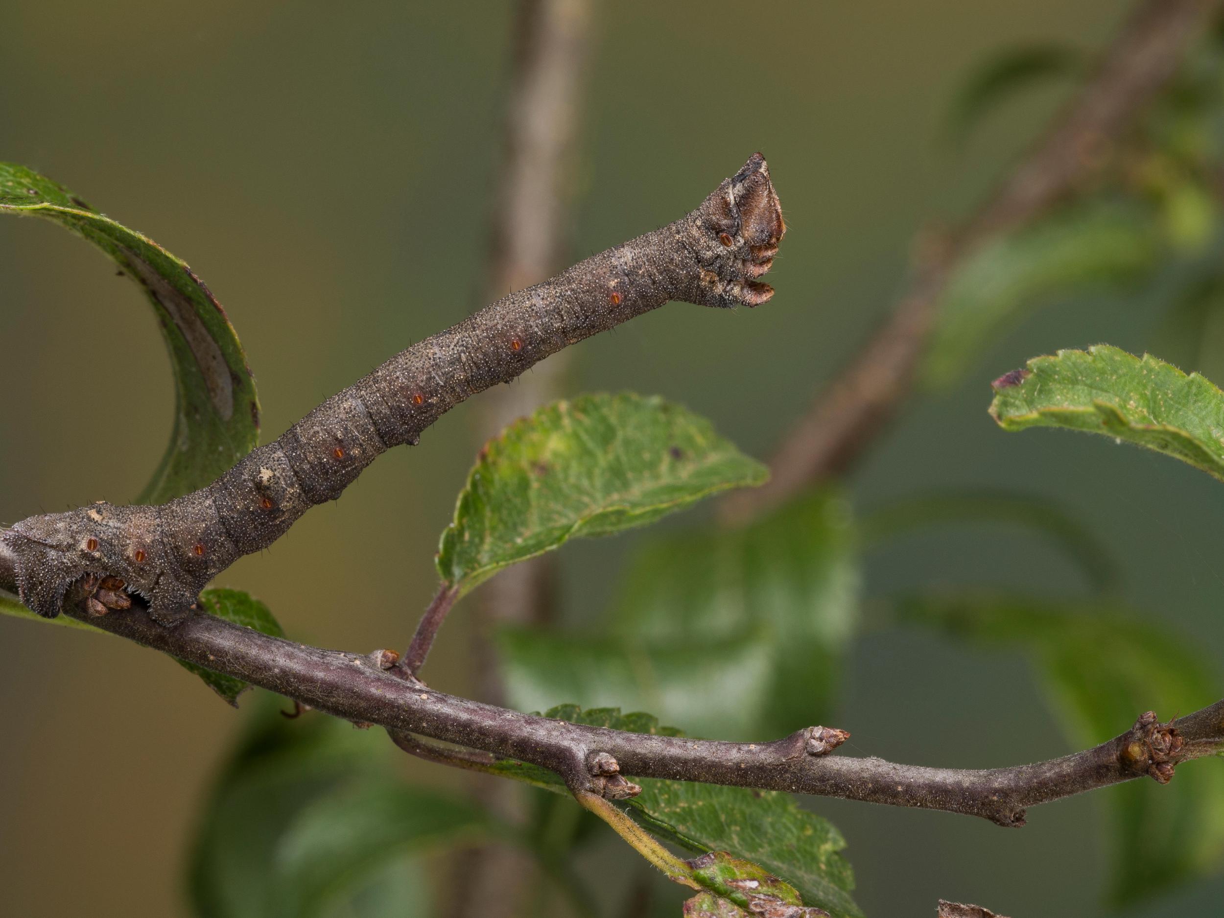 Peppered moth caterpillars are also masters of disguise