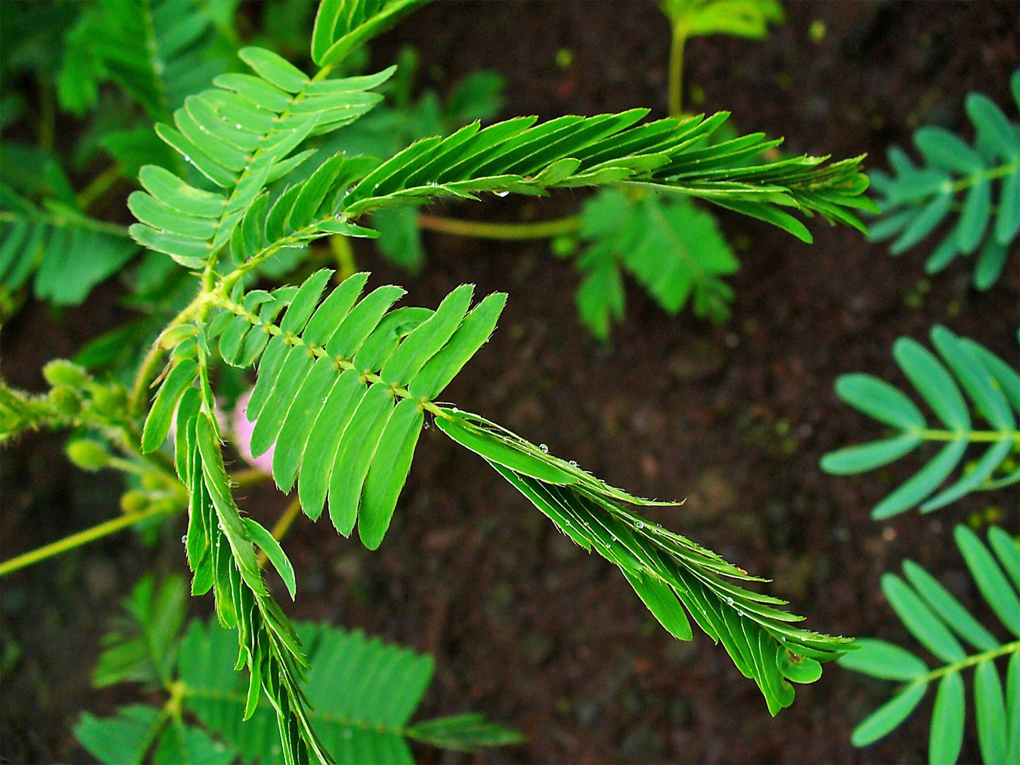 The Mimosa pudica, know as the sensitive plant, contracts its leaves when touched?(H?Zell)