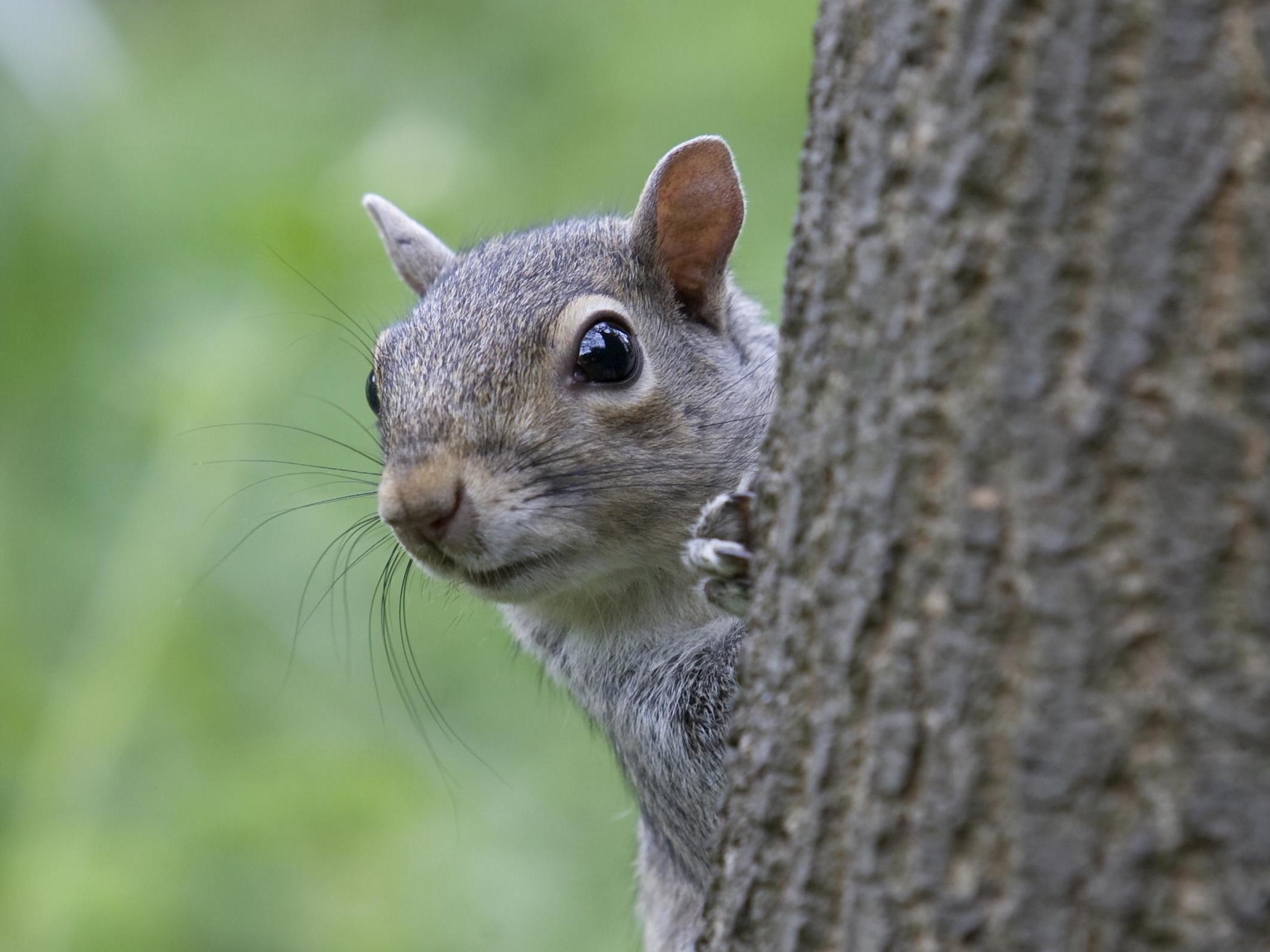 When many species are vulnerable to a common predator it is advantageous for individuals to recognise information provided by other species (file photo)