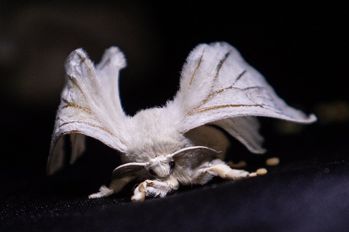 A silkworm at a local breeding facility in Hatay city