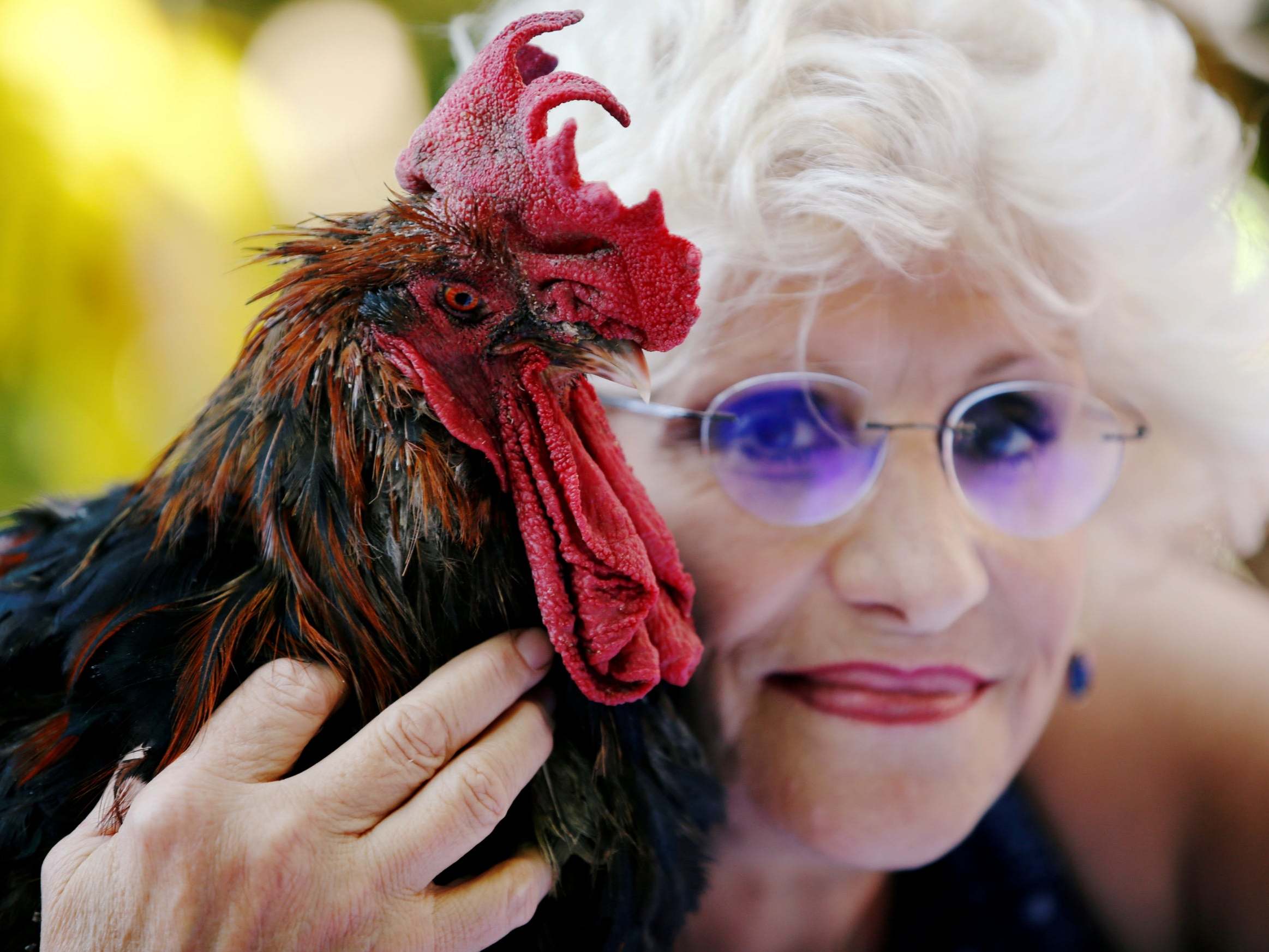 Corinne Fesseau with Maurice, whose loud crows landed him in court accused of noise pollution