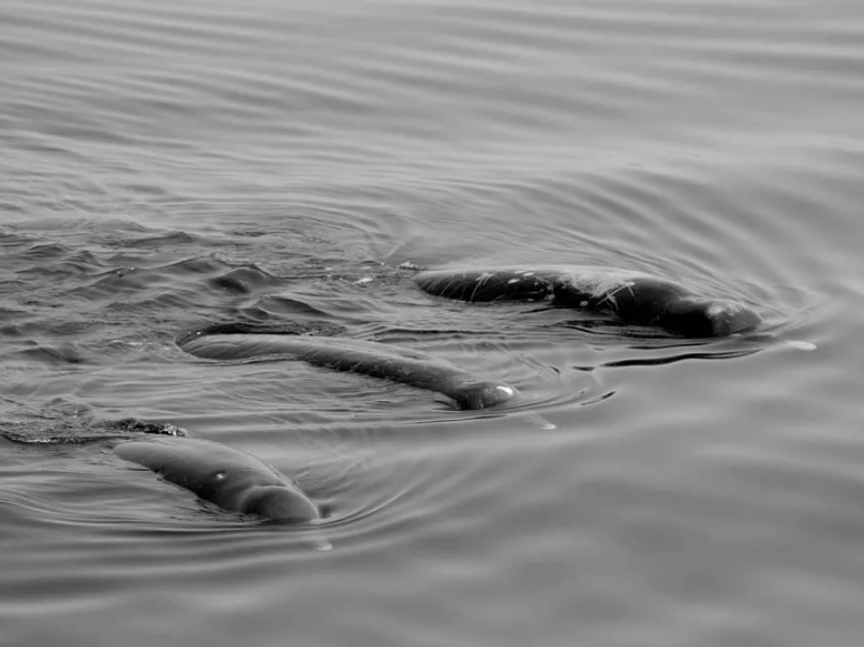 The black Baird’s beaked whale, seen here in a photograph taken in 2009, are smaller and darker in colour than Baird's beaked whale