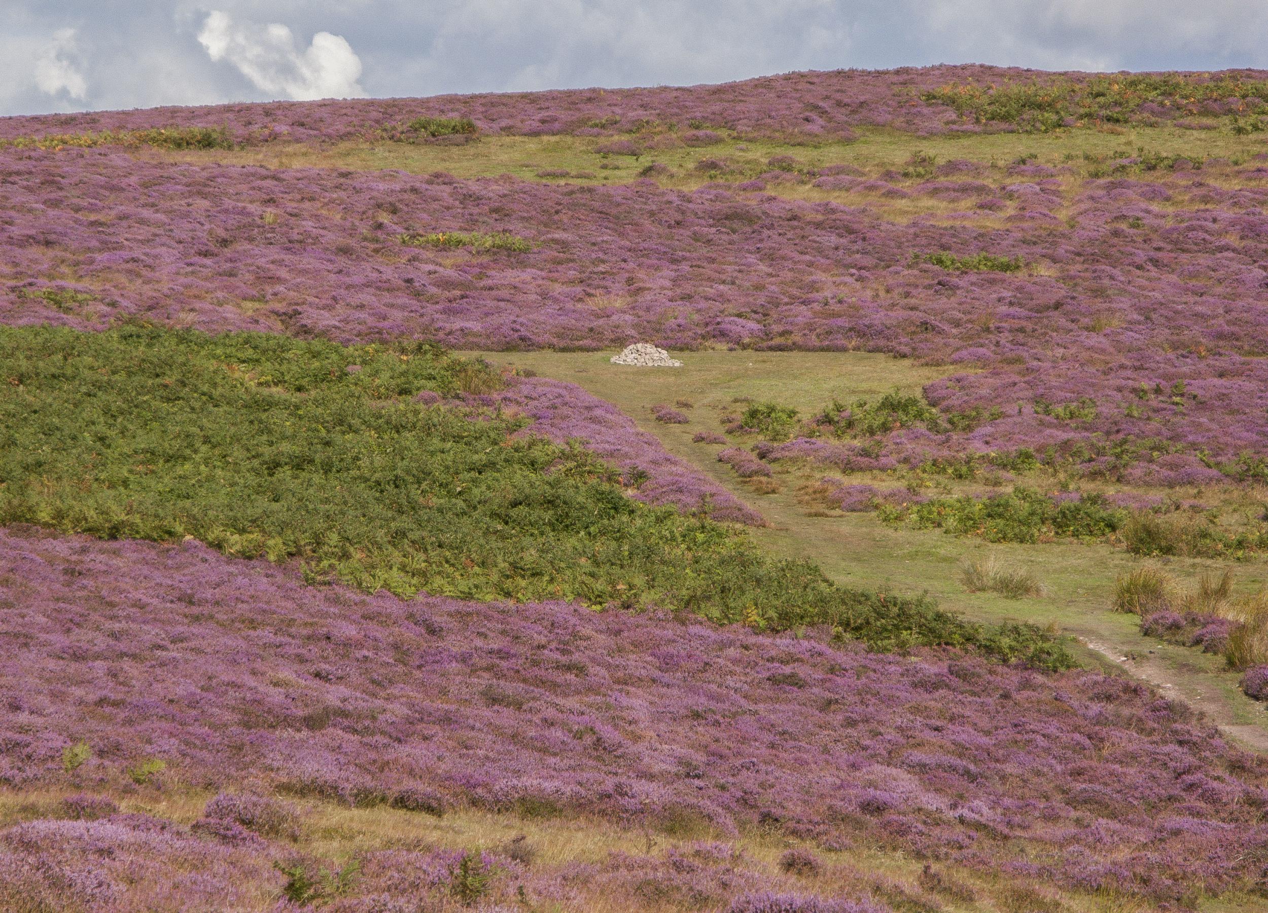 Heather at Long Mynd after flowering during a healthy period prior to the 2018 drought