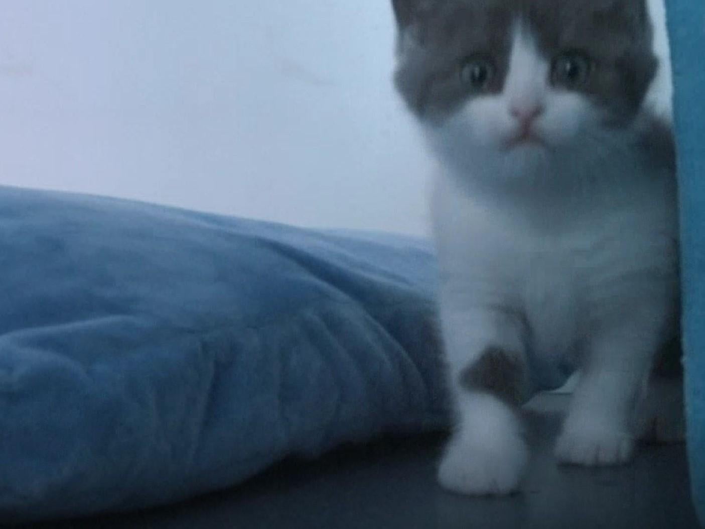 Garlic, the cloned cat