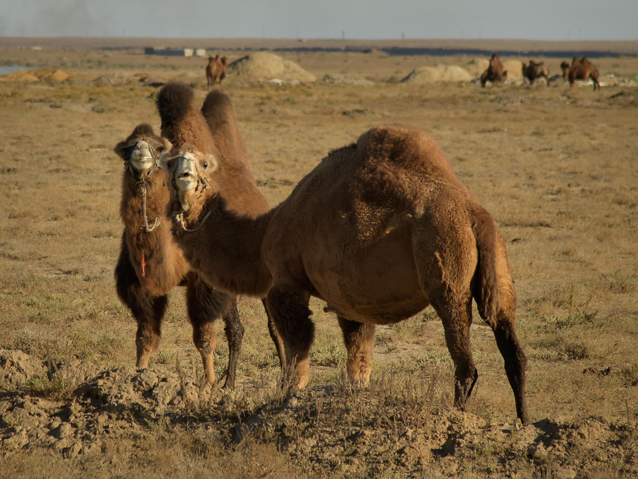 The nation's camels come in an array of back shapes – most of them one-and-a-half-humped