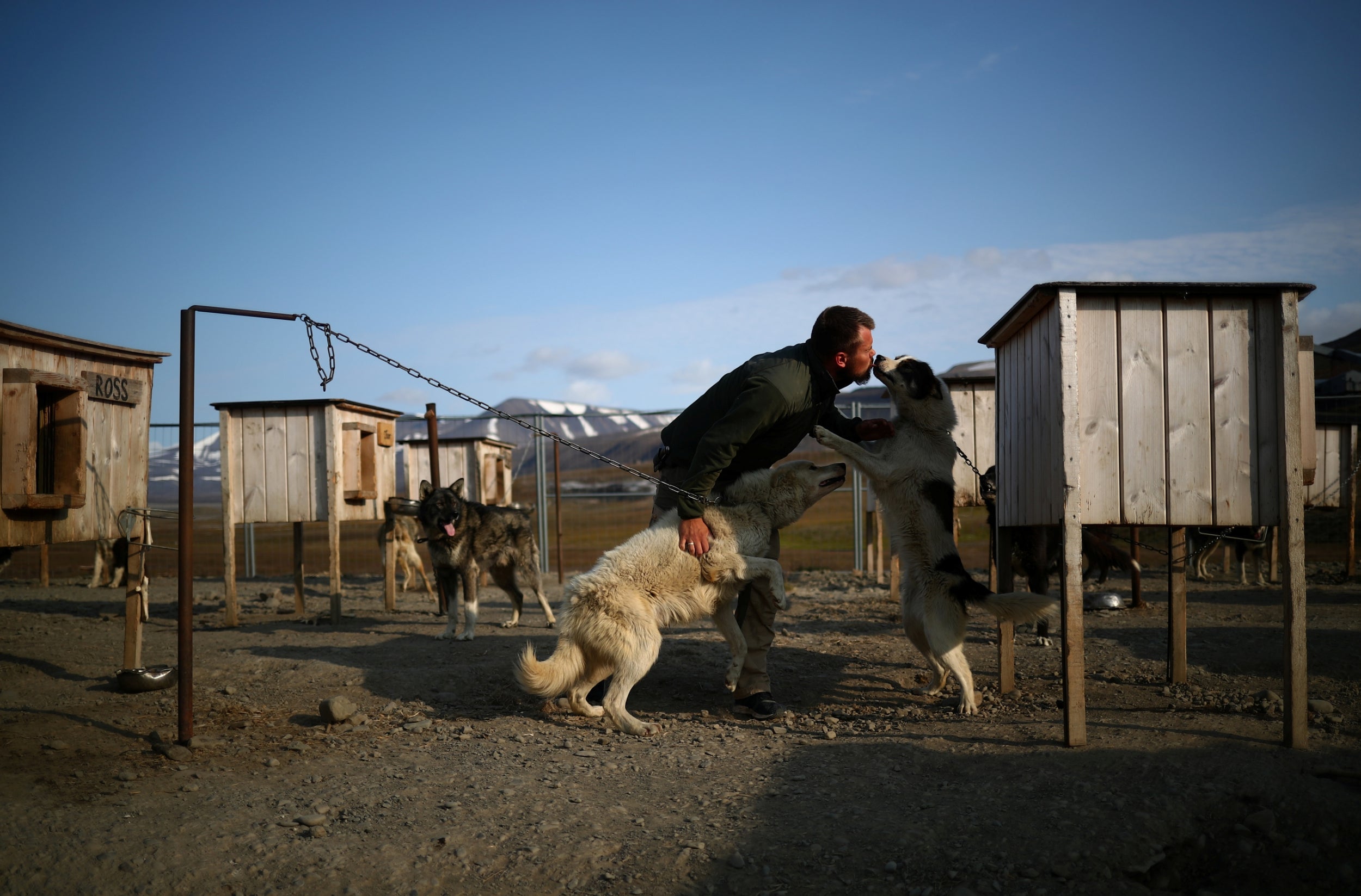 Audun Salte prepares his huskies for sledding