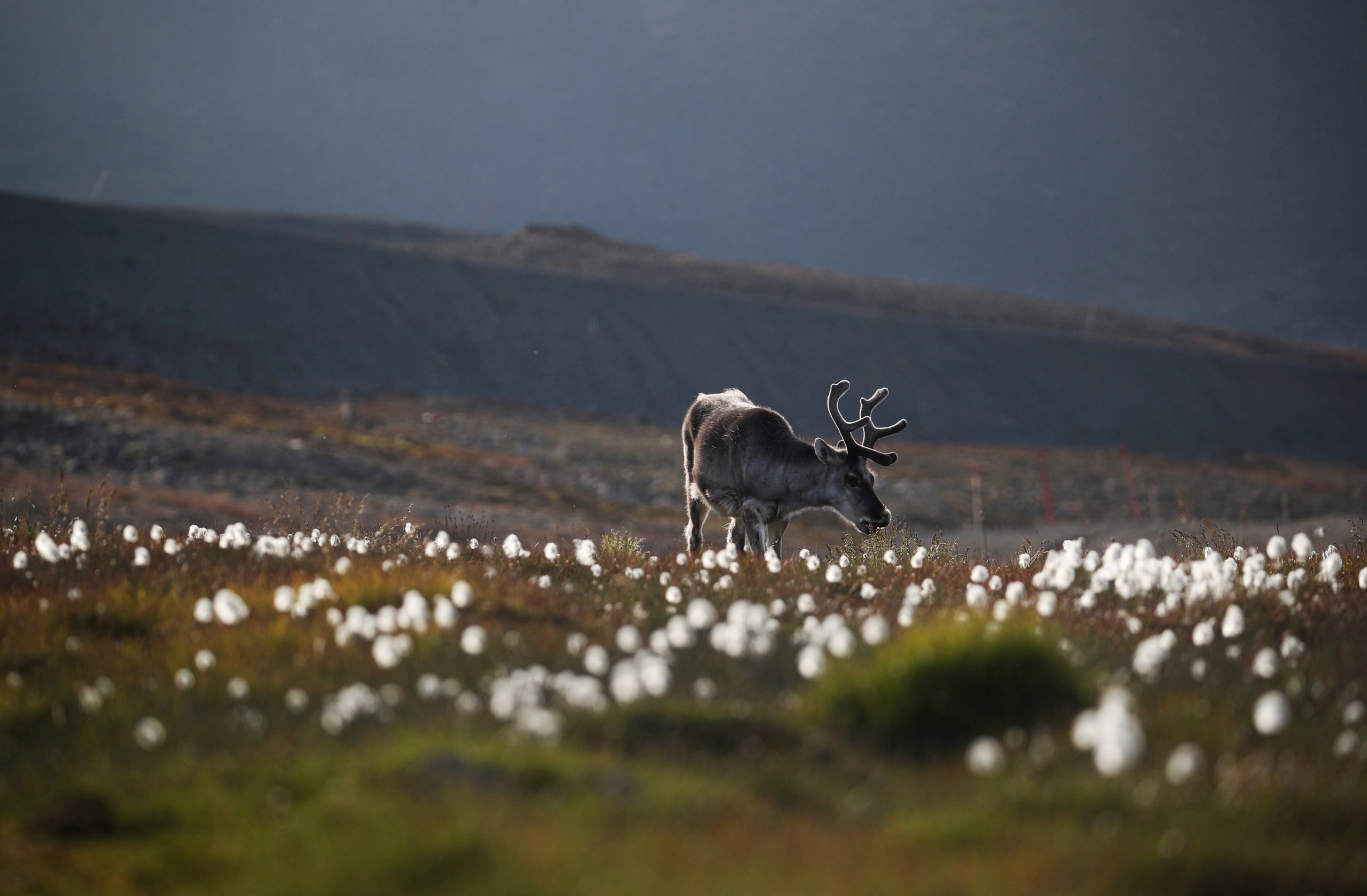 A reindeer grazes on land. Since 1970, average annual temperatures have risen by 4 degrees Celsius in Svalbard, with winter temperatures rising more than 7 degrees, according to a report released by the Norwegian Centre for Climate Services in February.