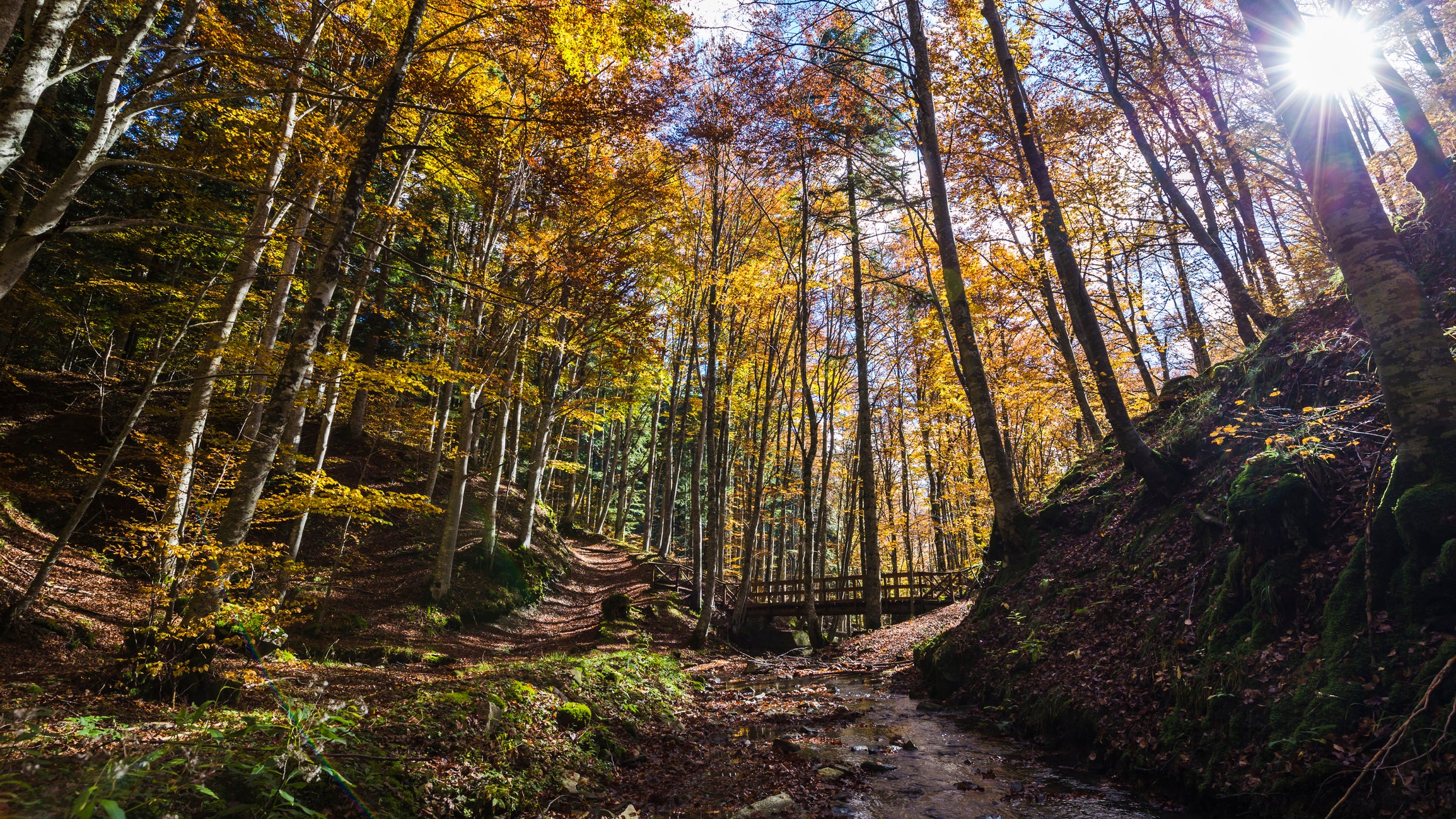 The Casentinesi Forest is one of largest areas of forest in Europe (Getty/iStockphoto)