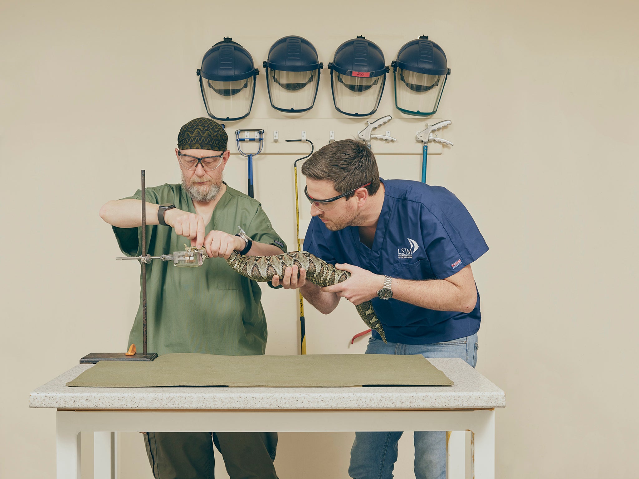 Paul Rowley (left) and Nick Casewell (right) extract venom from a rhinoceros viper