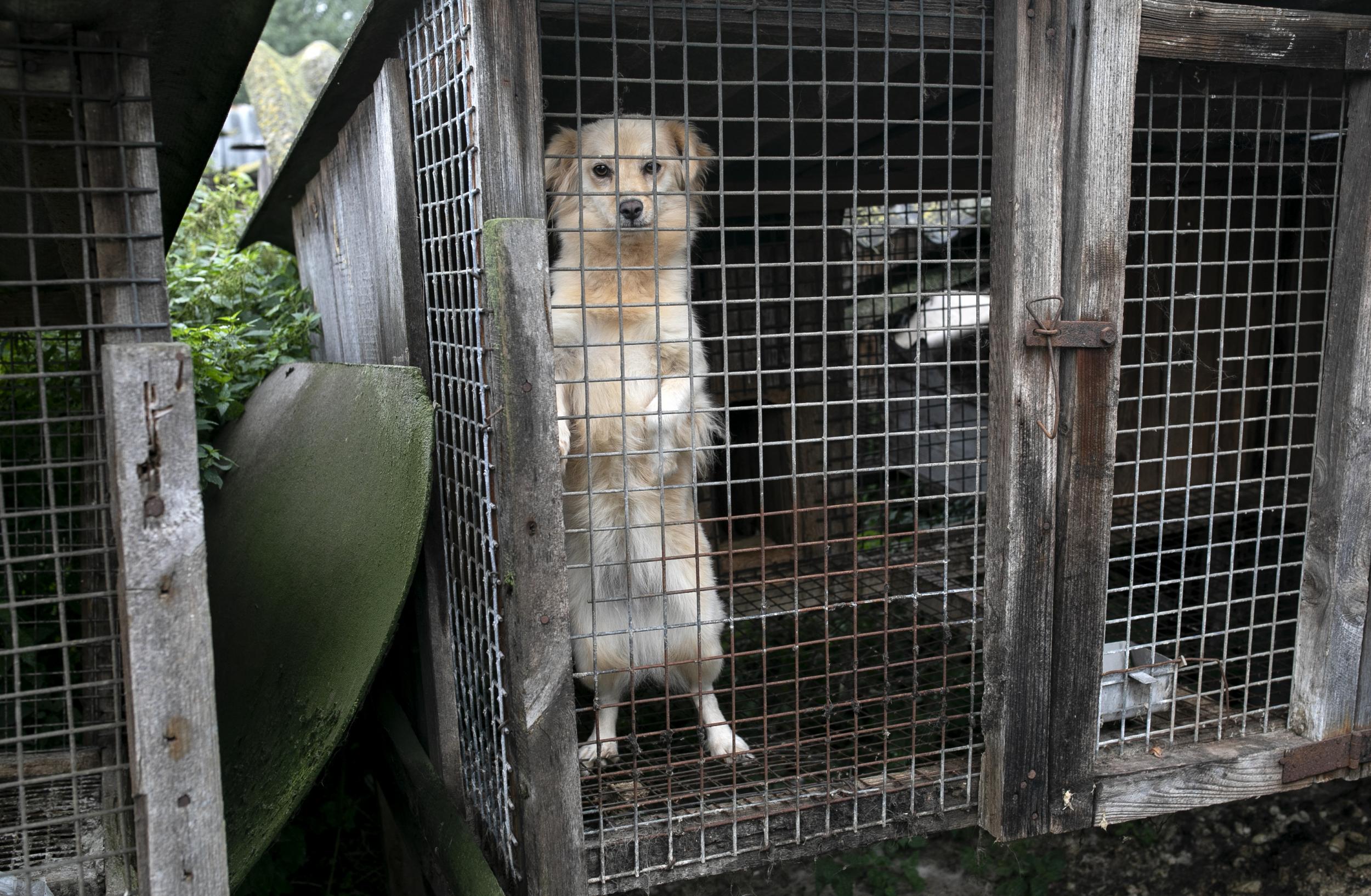 Some of the animals found were just puppies