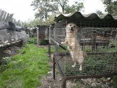 ‘Starving’ dogs and puppies found in cages at Polish fur farm 