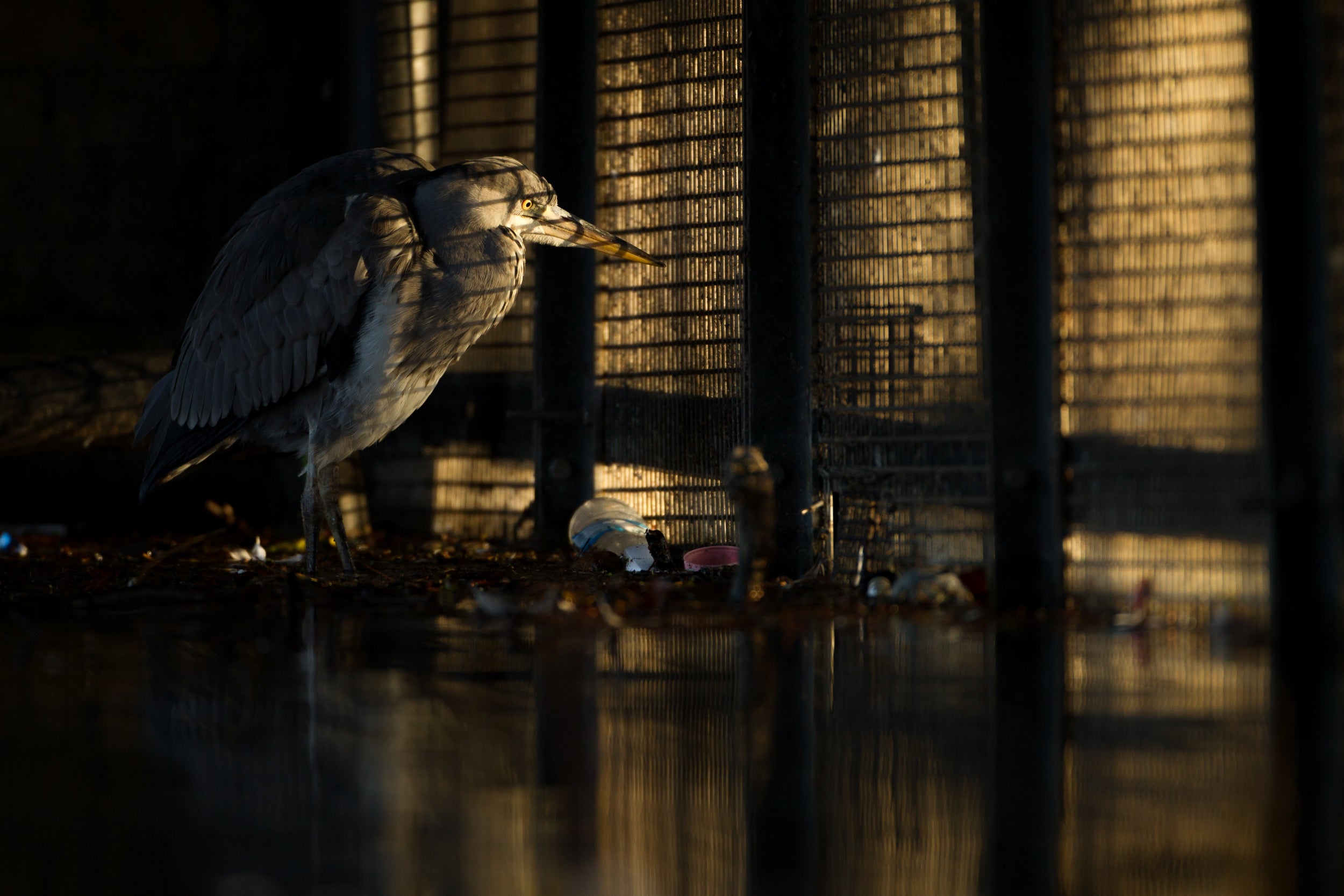 Grey heron in London