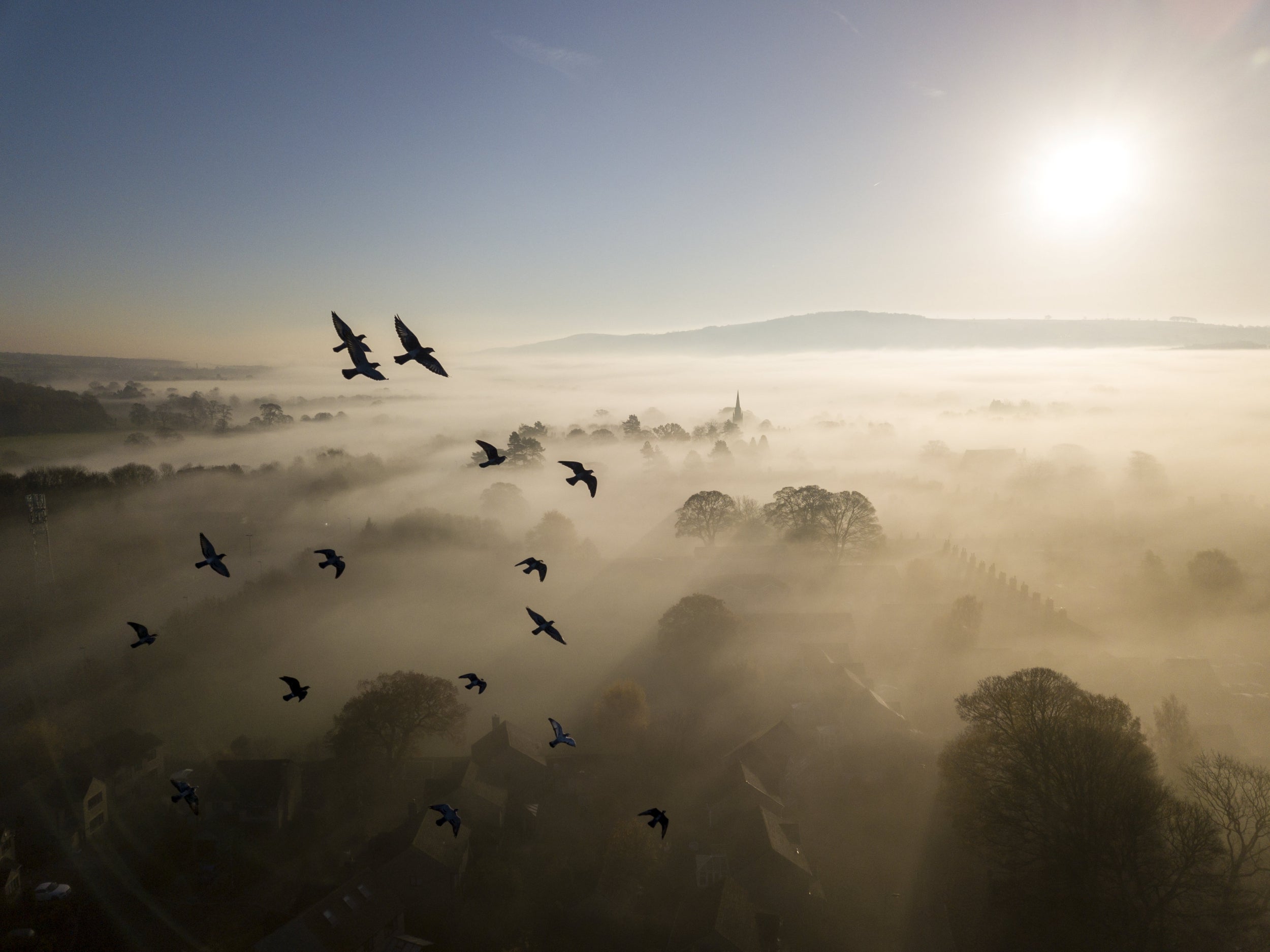 Flock of rock doves flying near Burley in Wharfedale, West Yorkshire