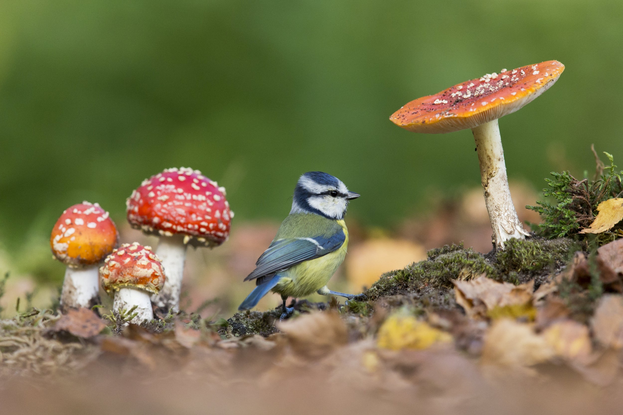 Blue tit in autumn in Rendham, Suffolk