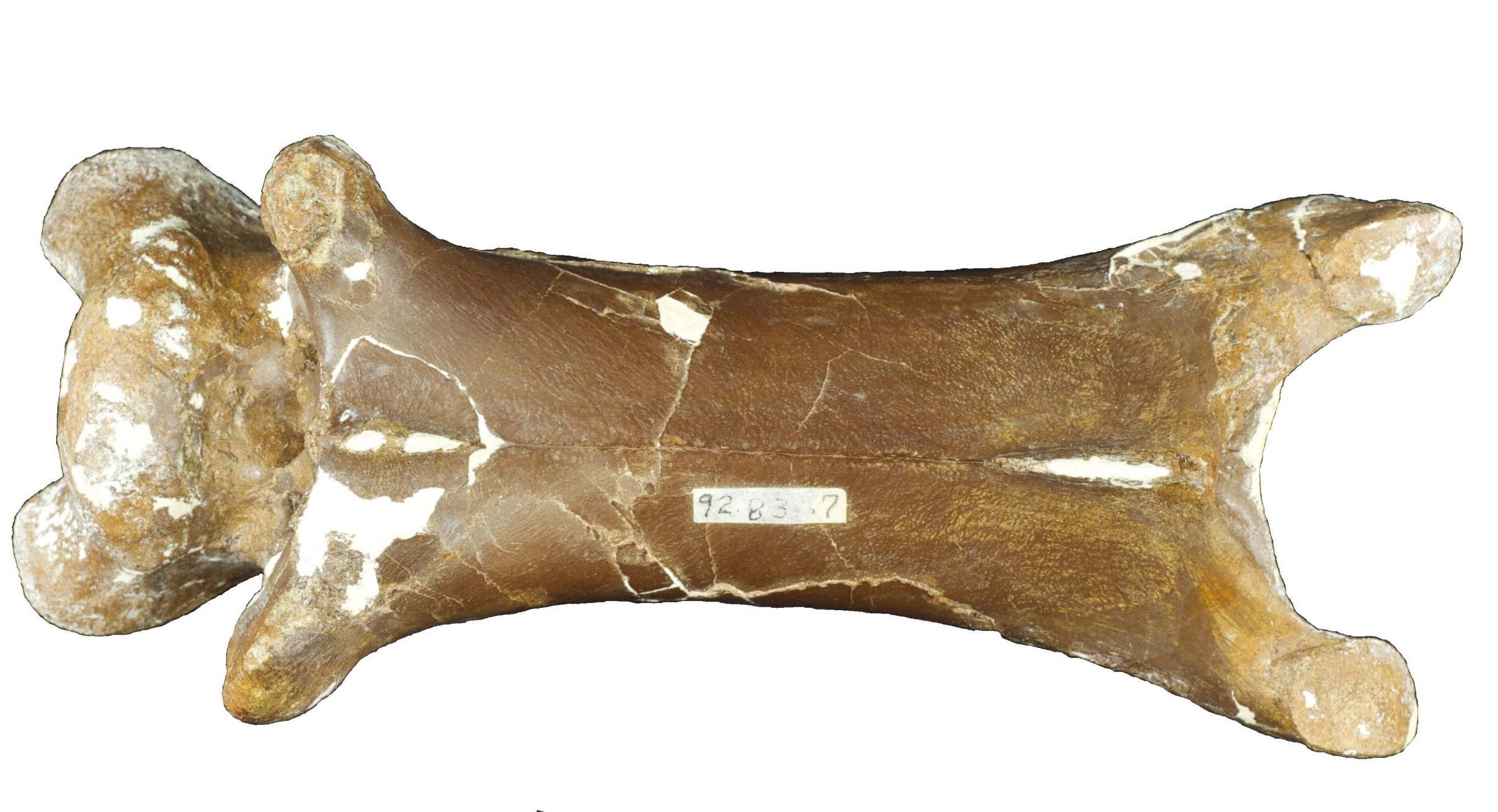 Fossil of a neck bone of a full-grown Cryodrakon boreas