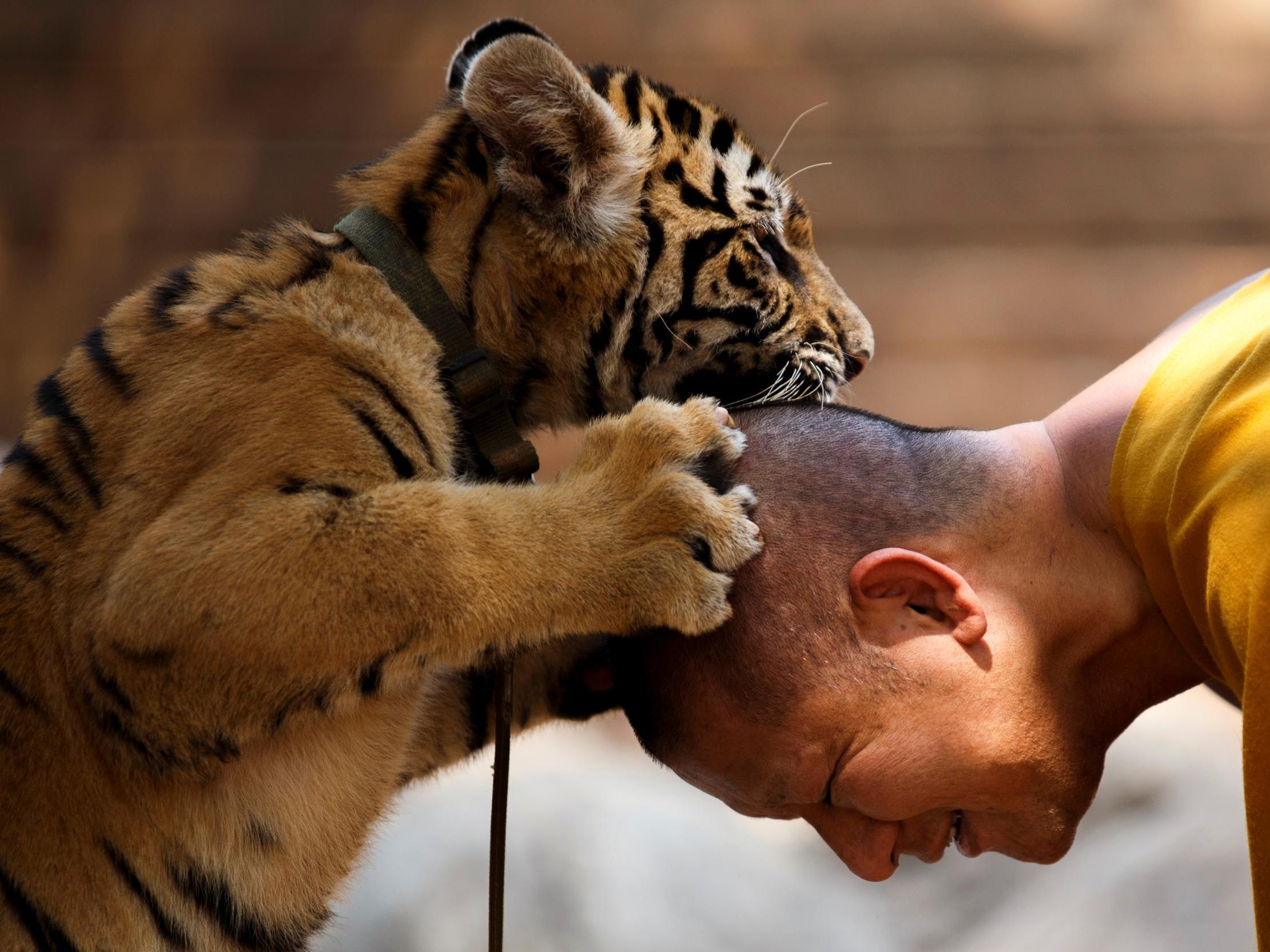 The temple promoted itself as a wildlife sanctuary and became a major tourist attraction