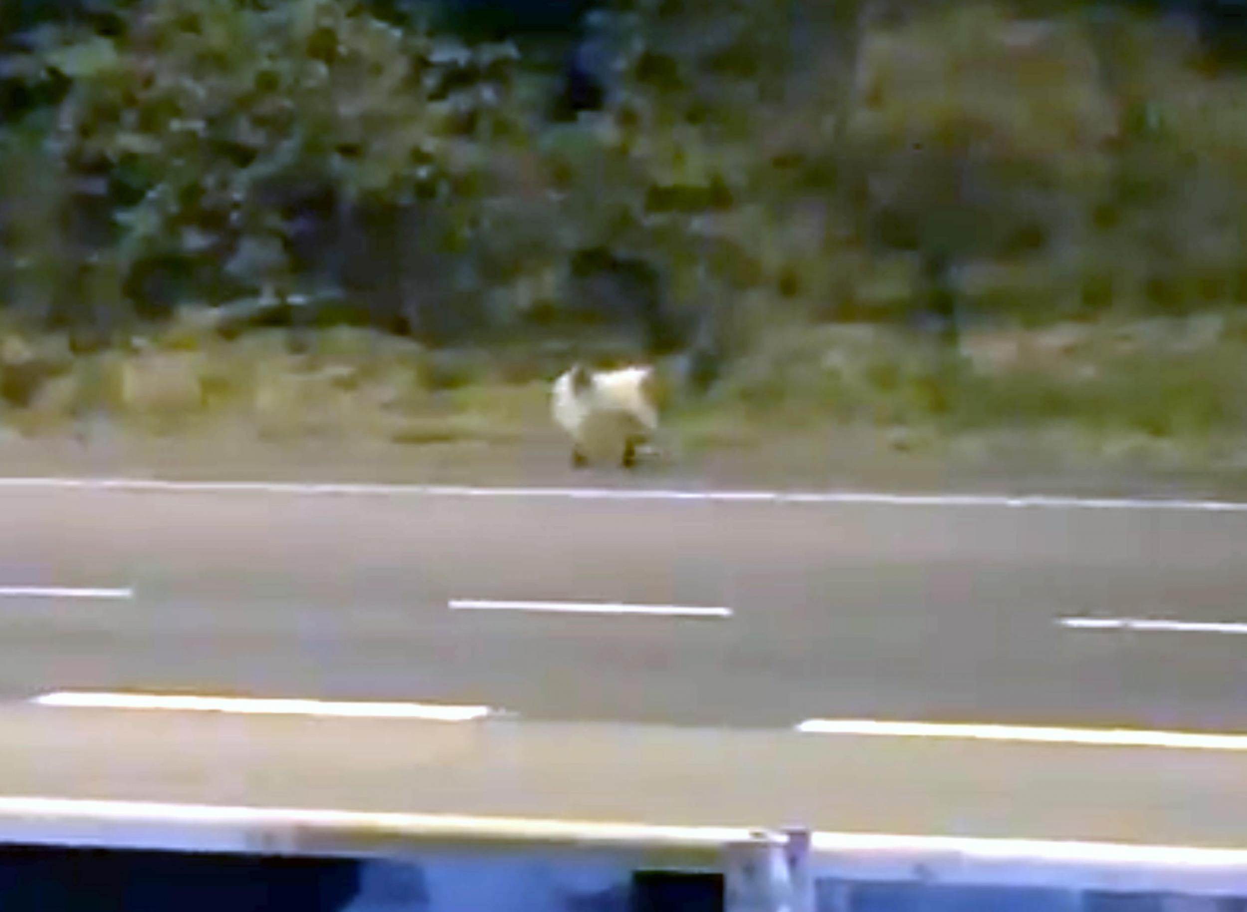 The rogue animal was spotted darting among vehicles between junctions 28 and 29 of the M62 near the Lofthouse interchange