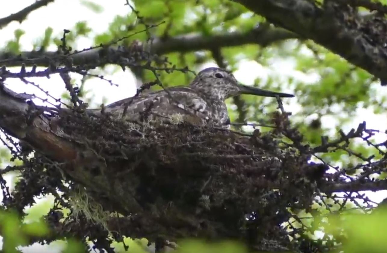 No one had studied the bird in depth since 1976 (Youtube/WC Russia)