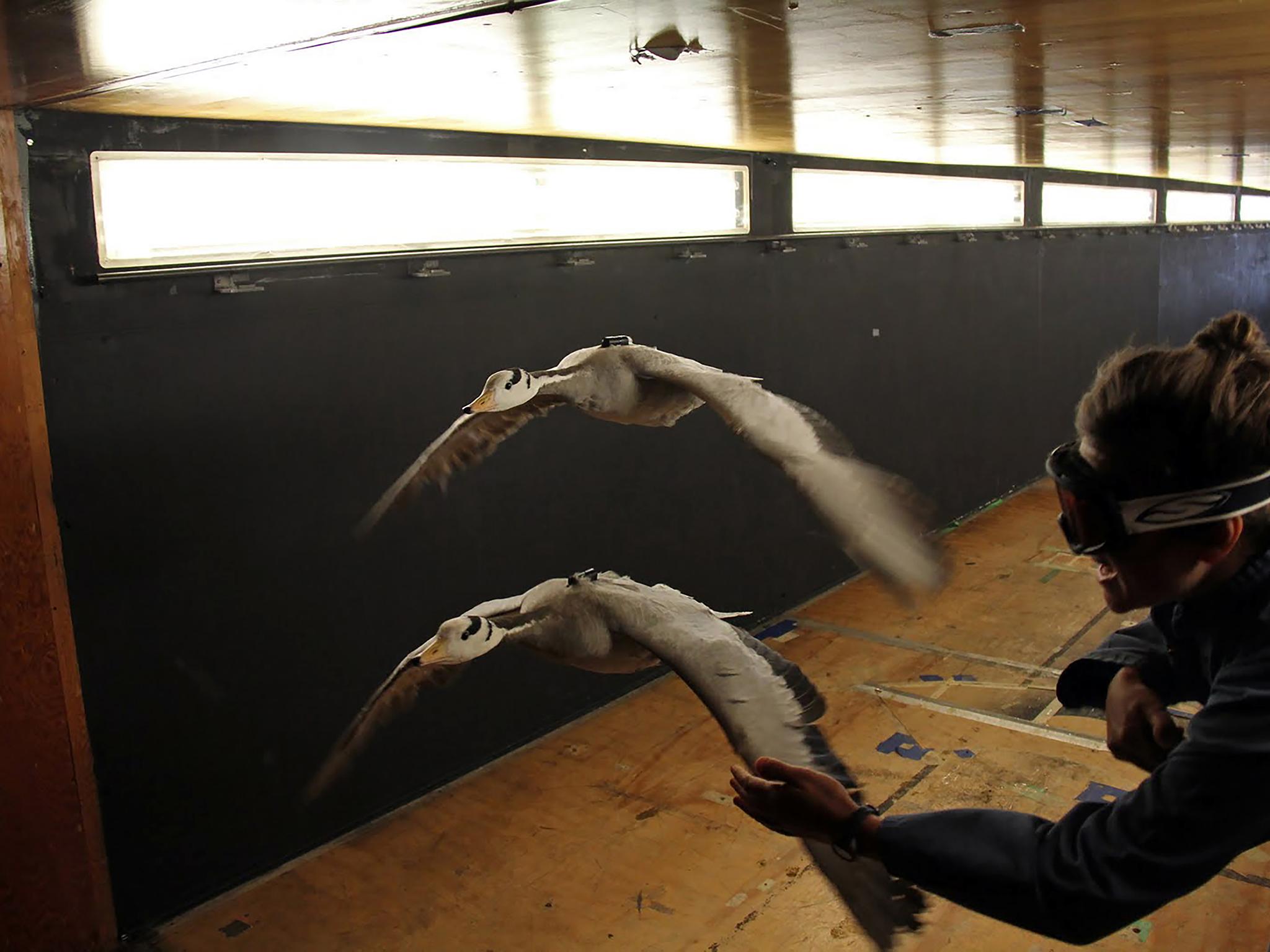 Bar-headed geese migrate above 26,000 feet