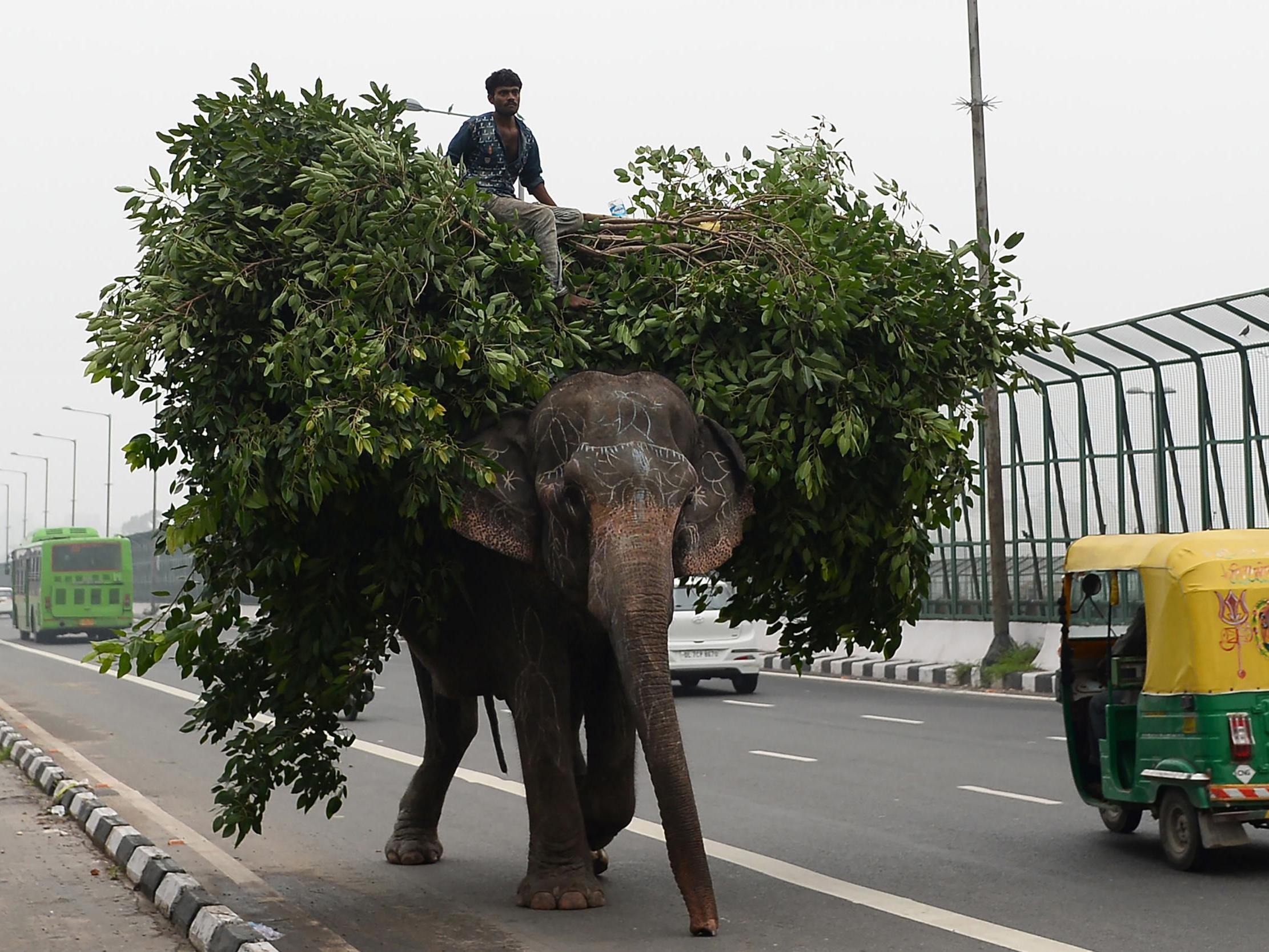 One of Delhi's last elephants walks along a polluted, busy road in the capital. After years of pressure from activists, only one animal remains to be rehomed outside the city