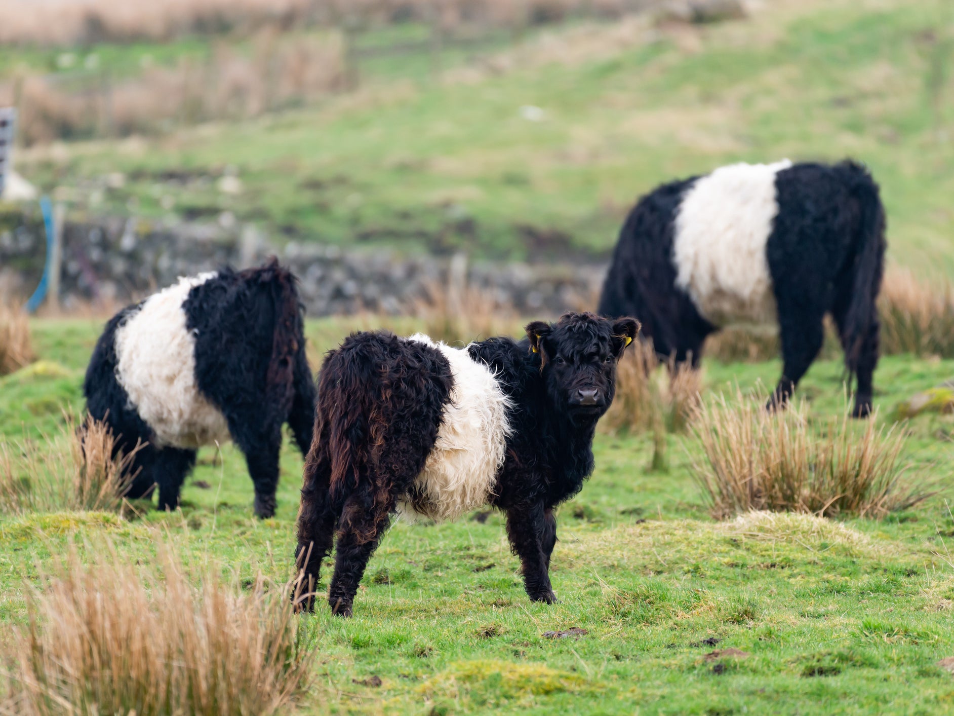 Cattle produce huge amounts of atmospheric carbon however humanely they are reared