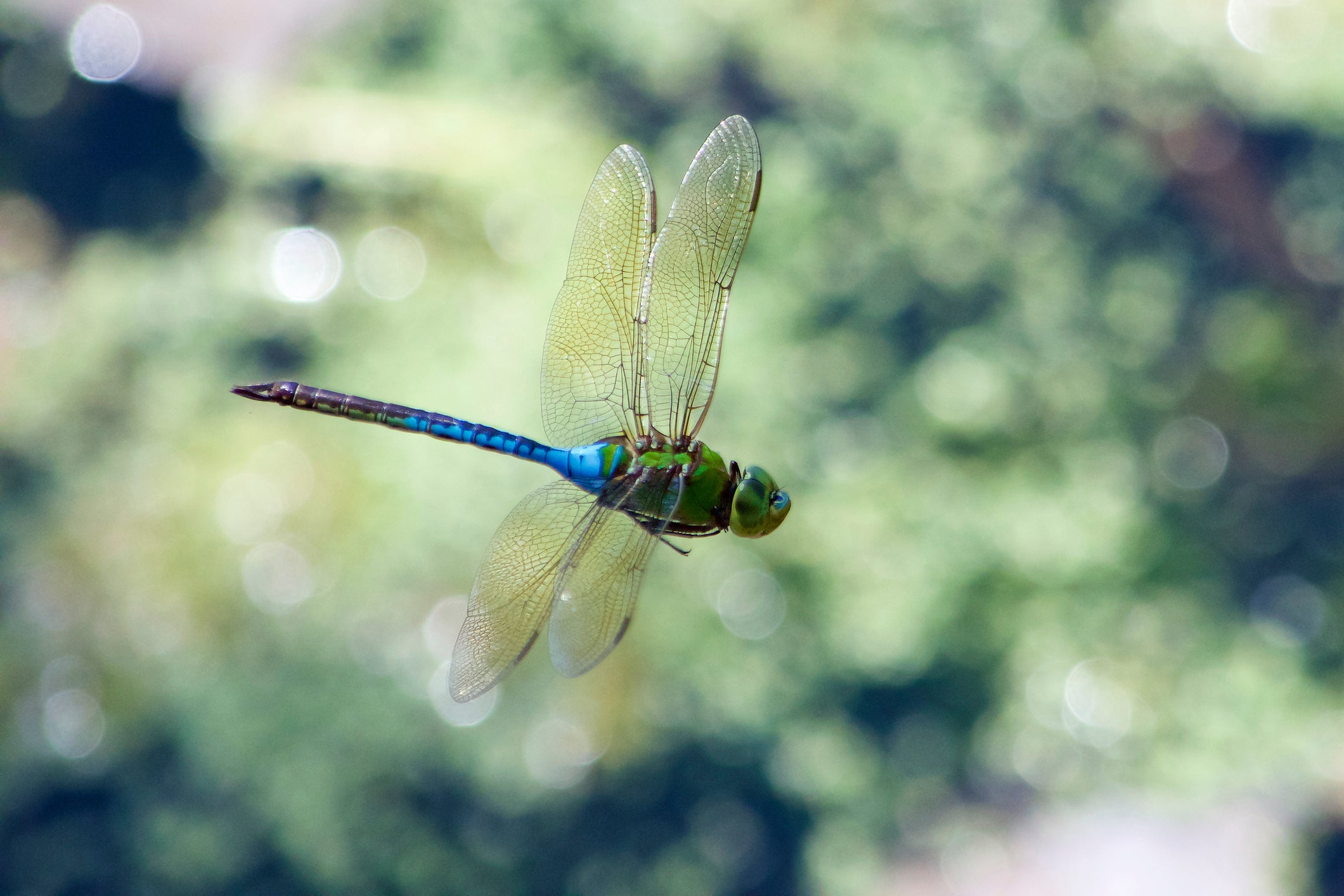 A common green darner dragonfly. The species is found from the northern US states down to Texas, Mexico and Panama. They are also found in the Caribbean, Tahiti, Japan and China