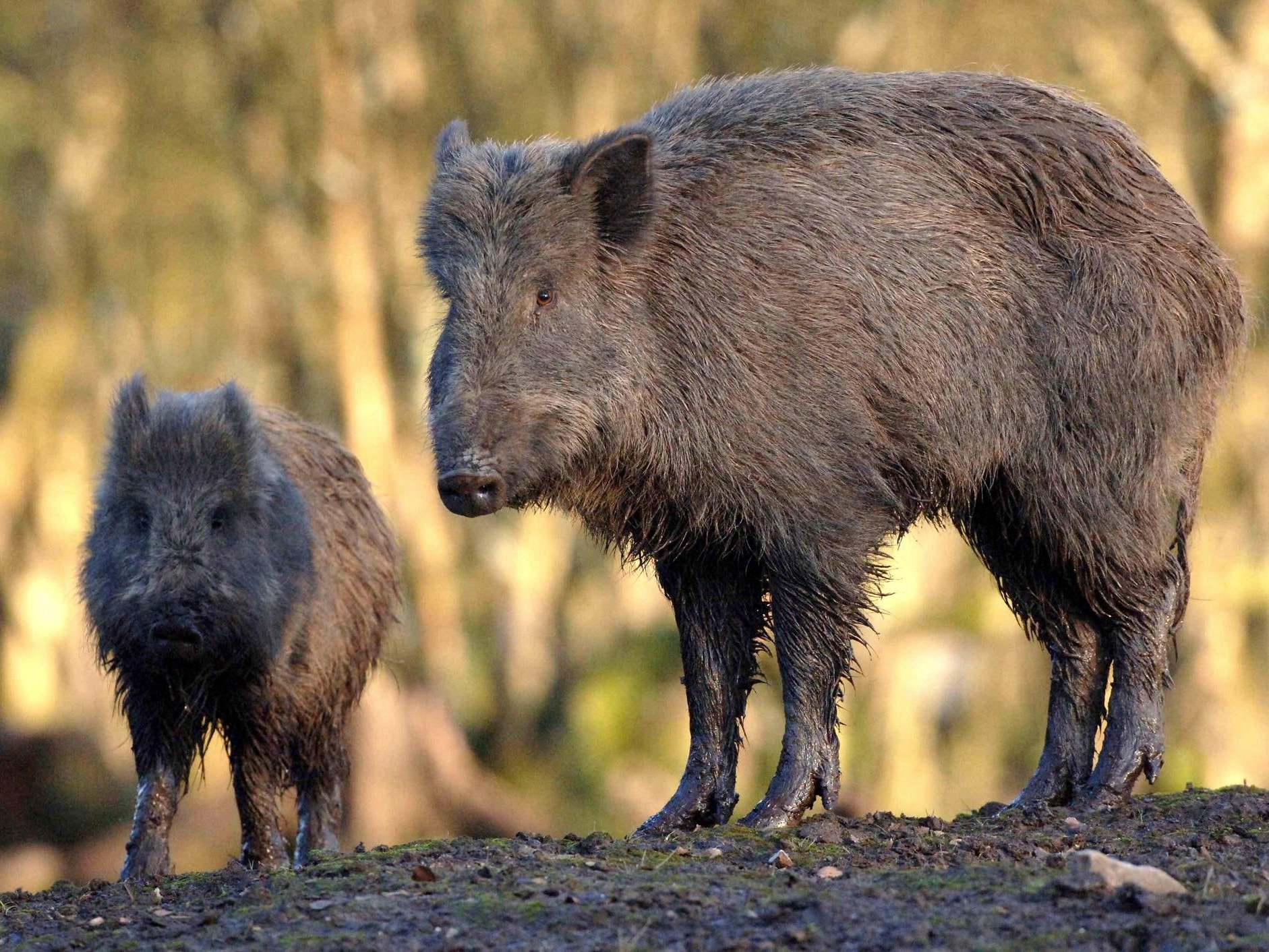 File photo shows a wild boar. The pair were on a boar-hunting trip