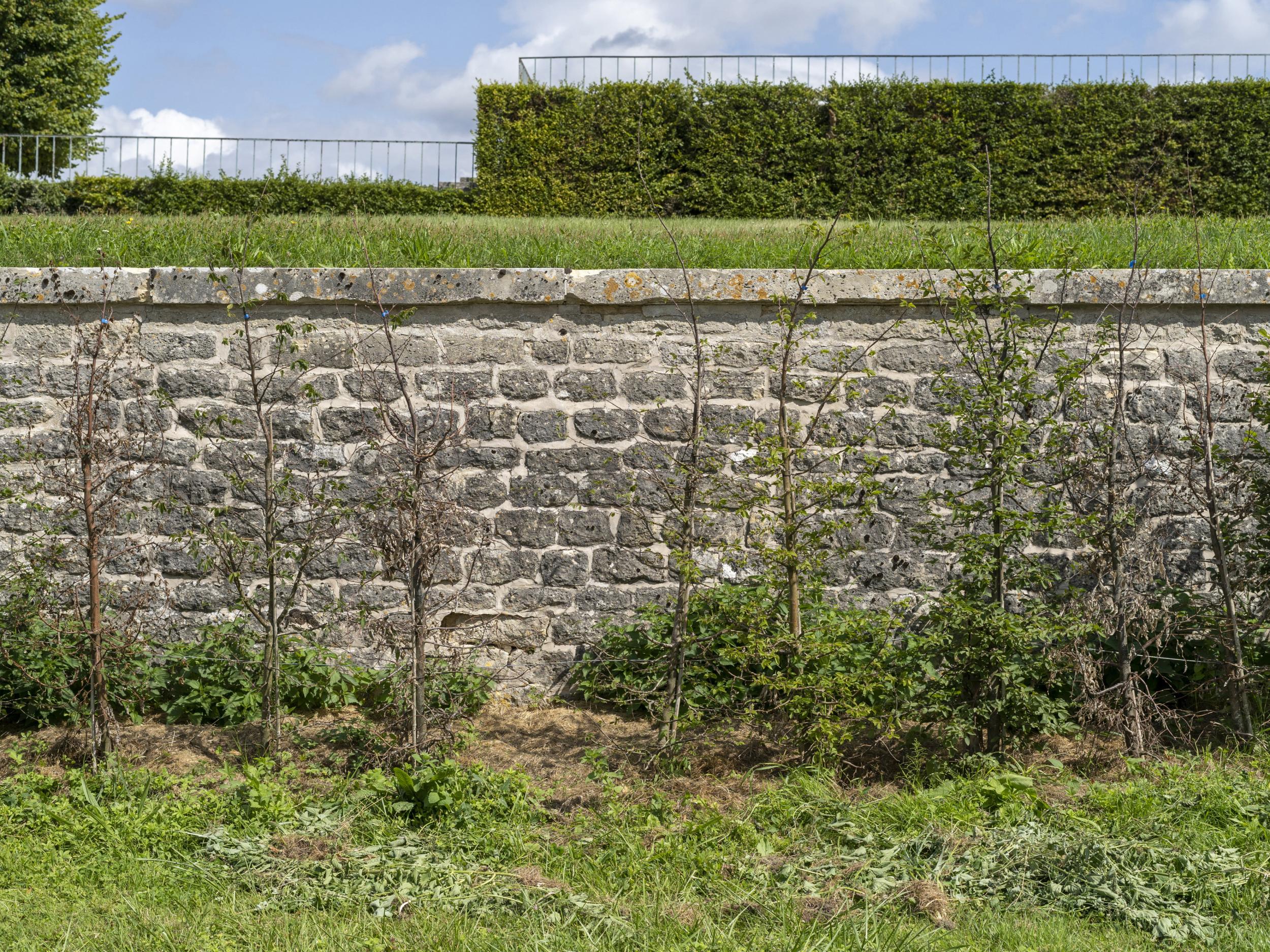 Some of the trees planted at Versailles have not survived (Martin Barzilai/Bloomberg)
