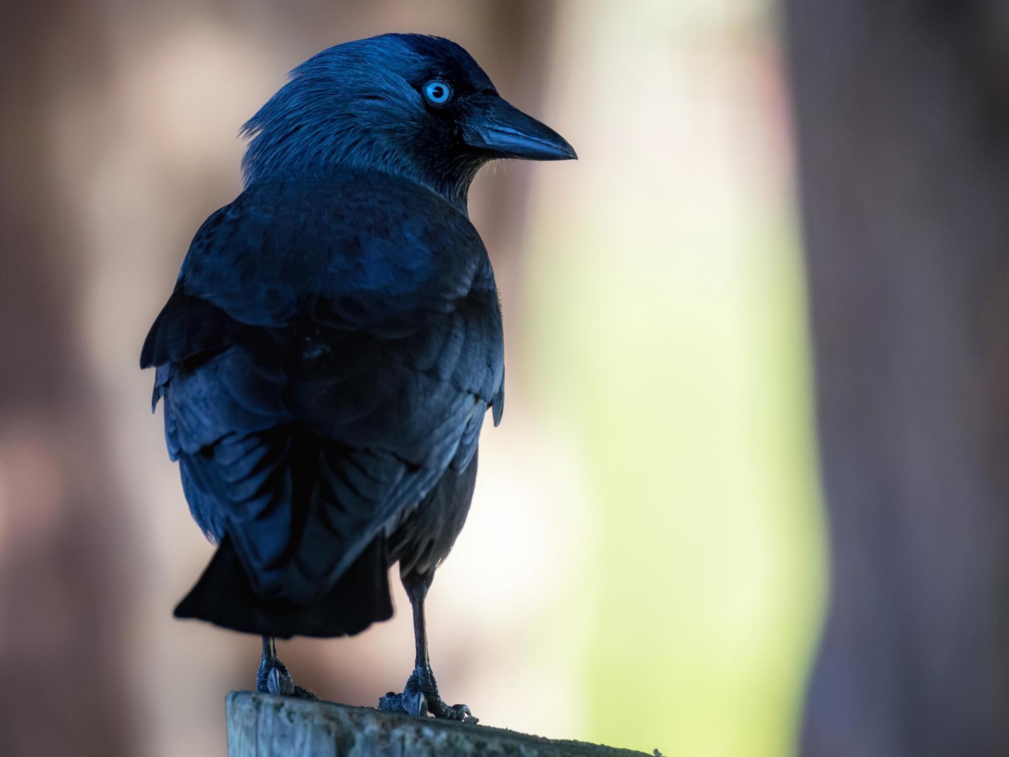 Jackdaws that had previously heard the warning call were defensive and returned to their nests more than twice as quickly on average