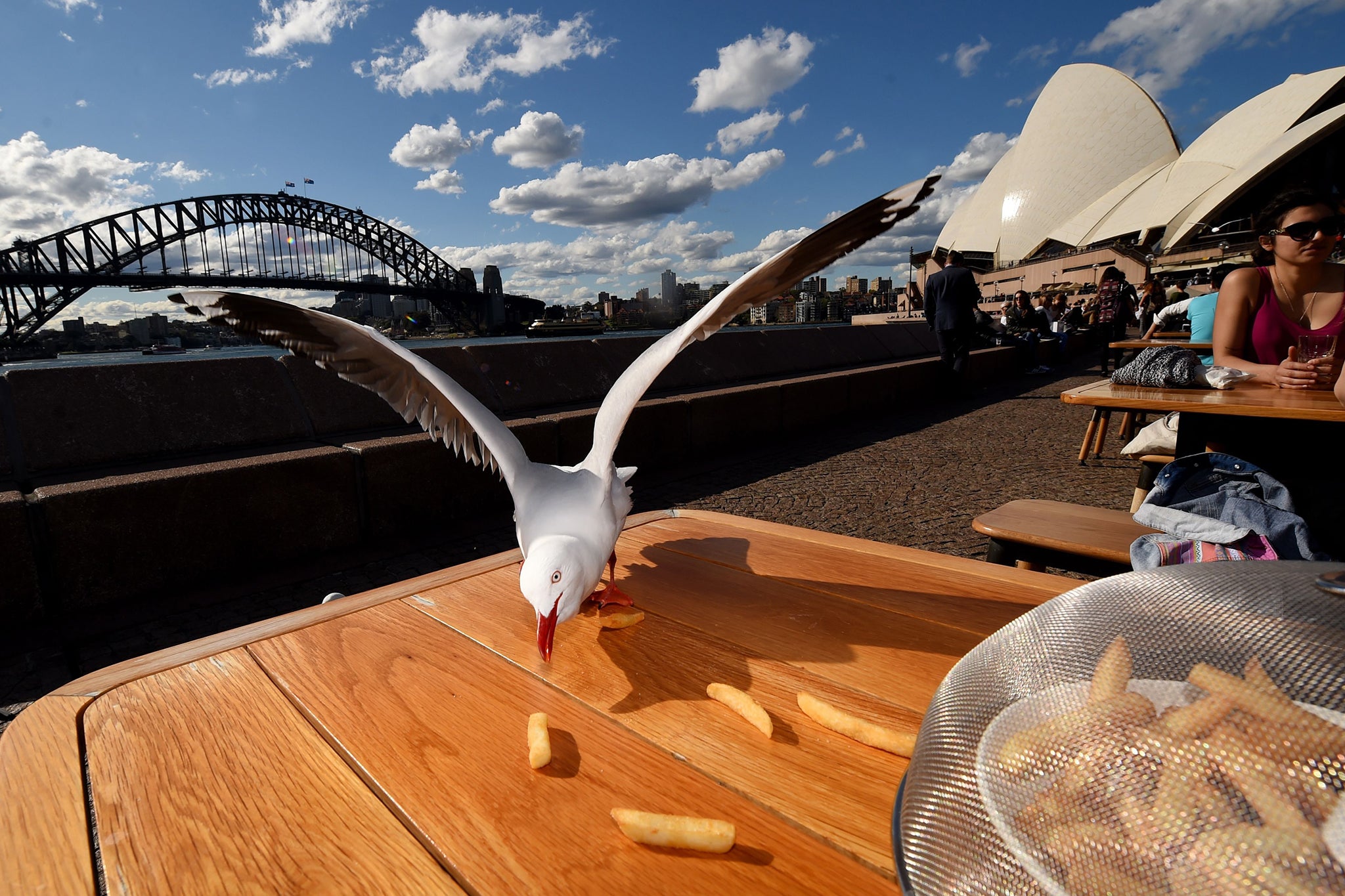 Seagulls stealing chips from a harbour side restaurant table in Sydney (AFP)