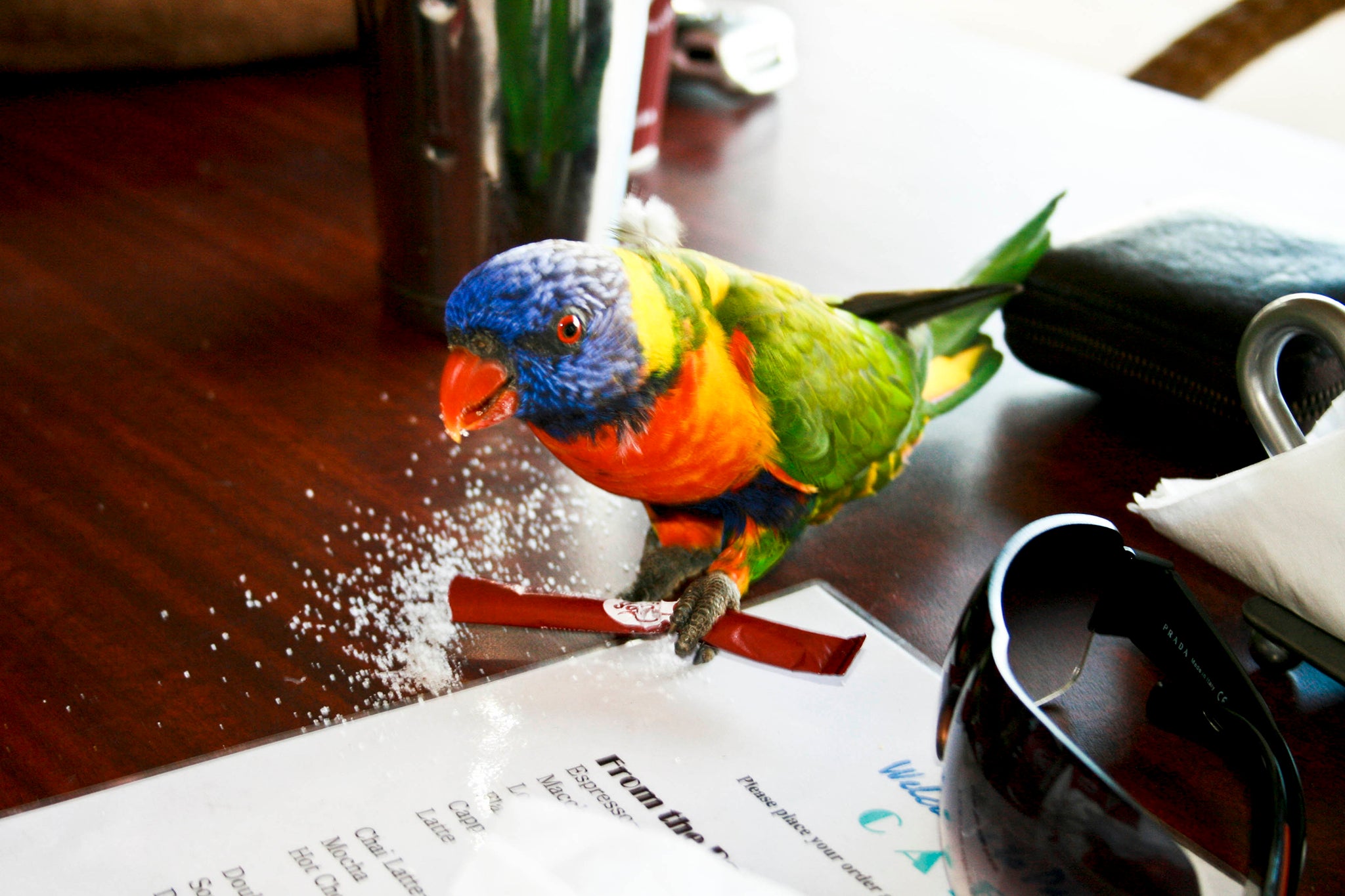 A Rainbow Lorikeet eats from a sugar packet in a cafe by Palm Beach in Sydney, Australia